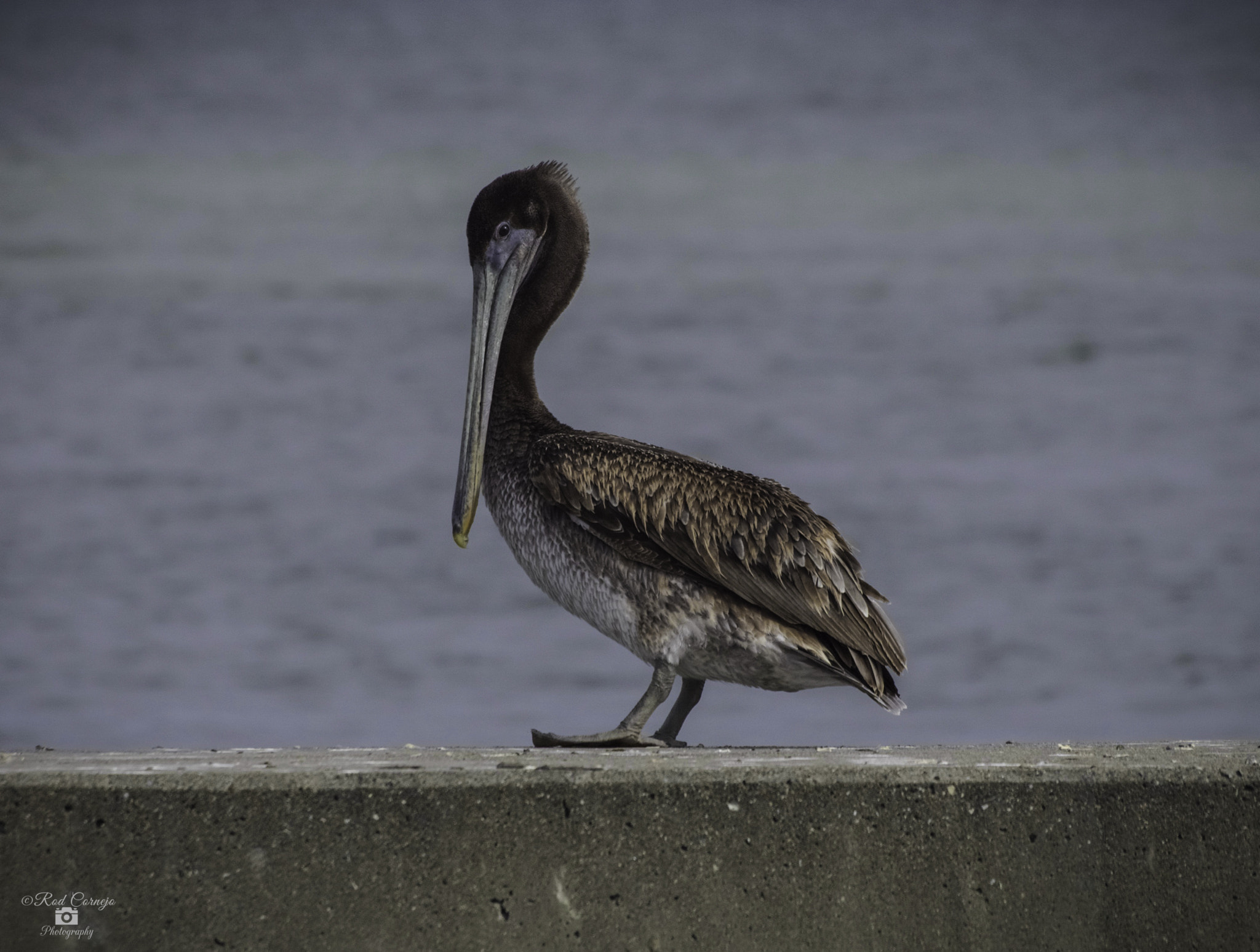 Olympus Zuiko Digital ED 70-300mm F4.0-5.6 sample photo. Pelican... photography