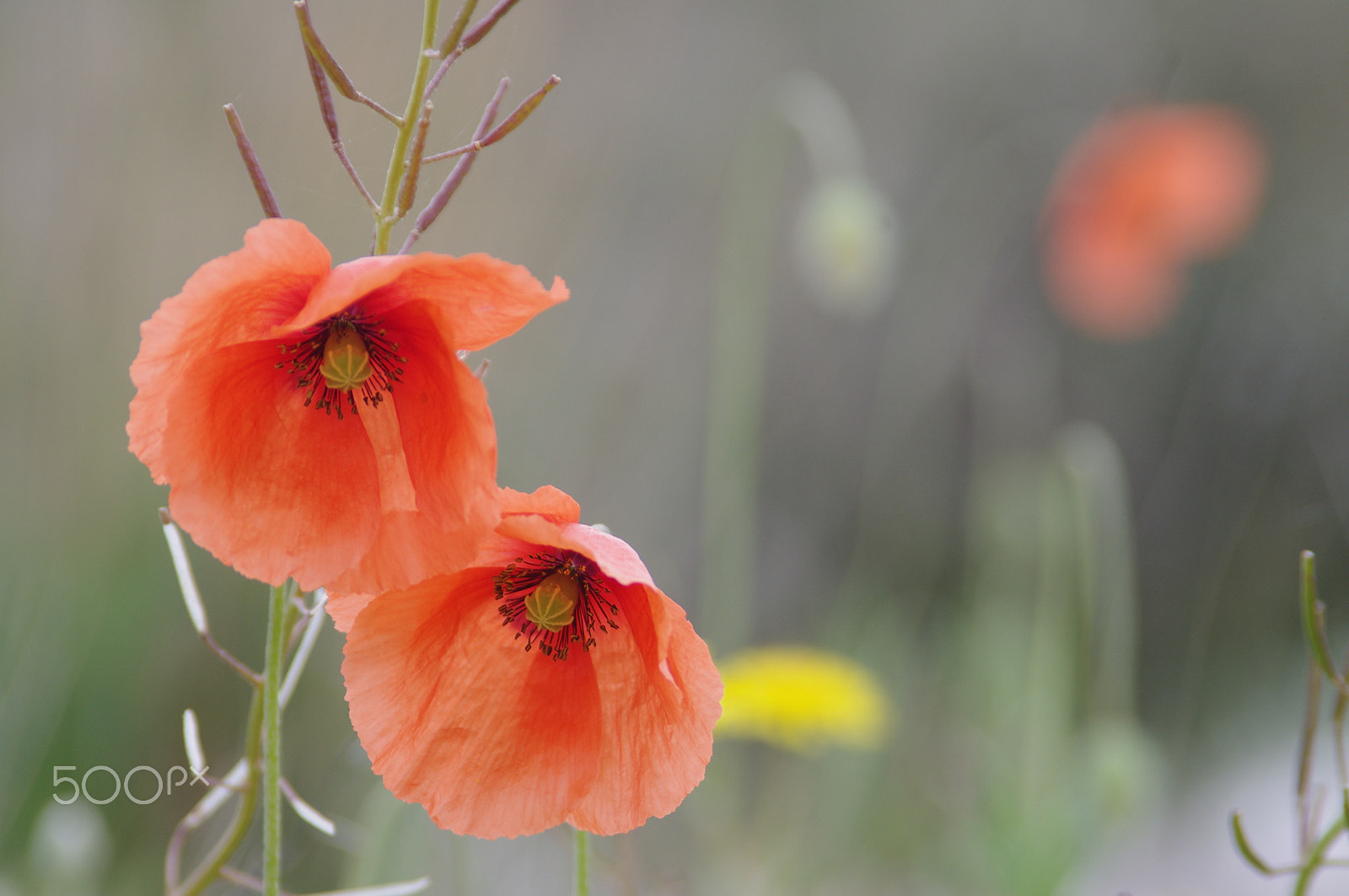 Pentax K-x + smc PENTAX-FA 28-200mm F3.8-5.6 AL[IF] sample photo. Coquelicots photography