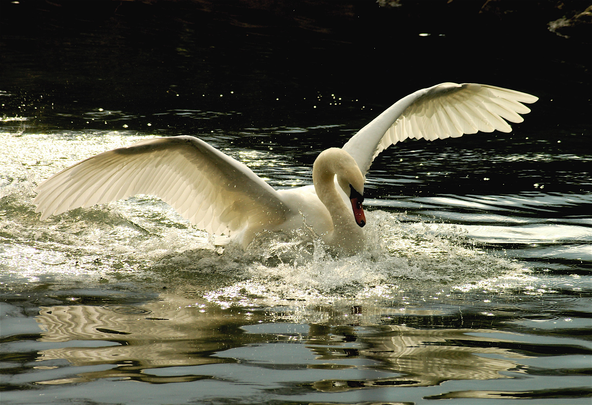 Pentax *ist D sample photo. Cygne amerissage photography