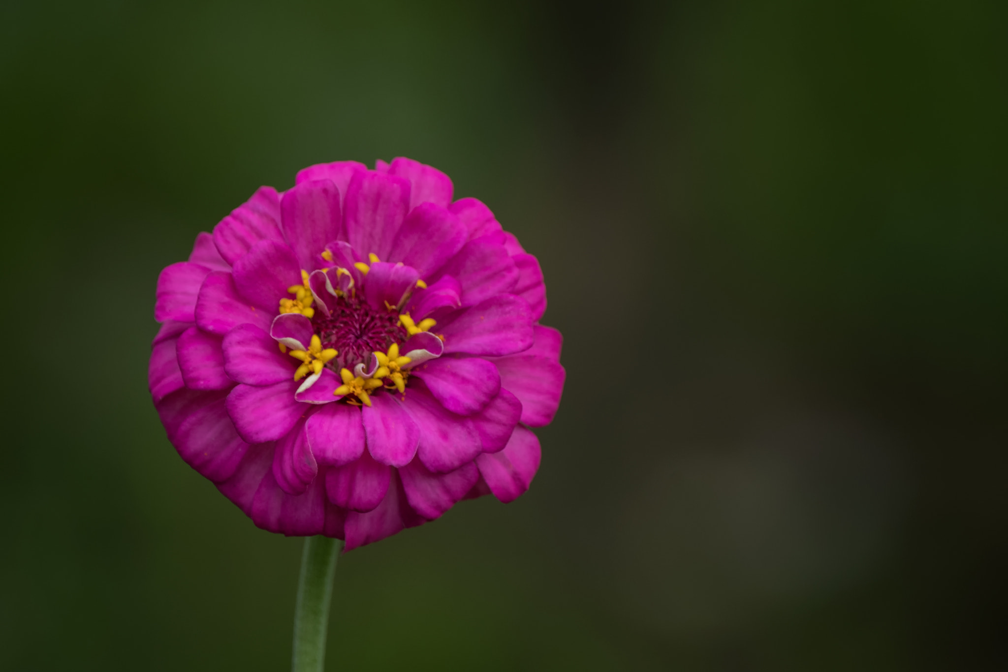 XF100-400mmF4.5-5.6 R LM OIS WR + 1.4x sample photo. Eid greetings!!! photography