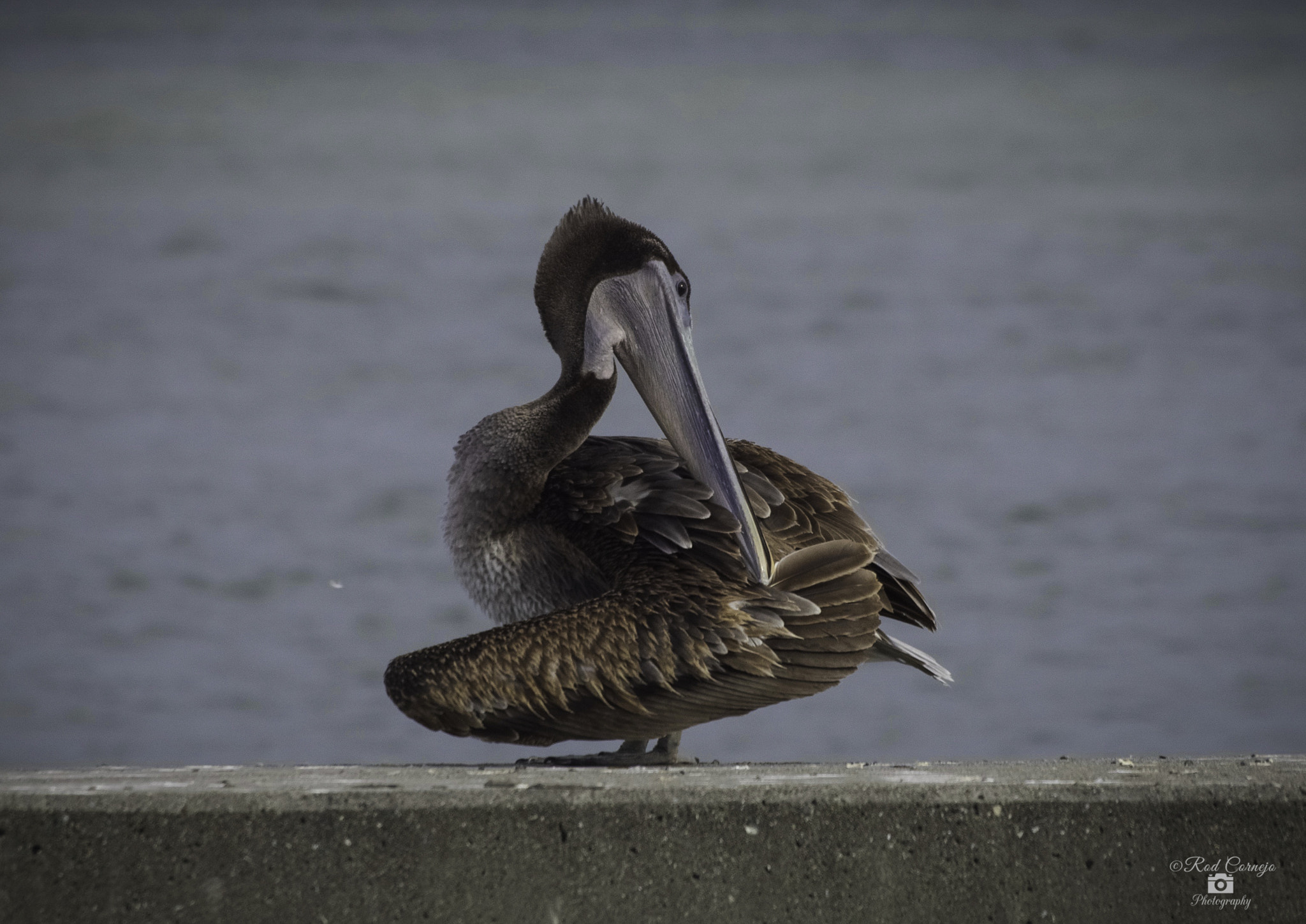 Olympus Zuiko Digital ED 70-300mm F4.0-5.6 sample photo. Grooming time... photography