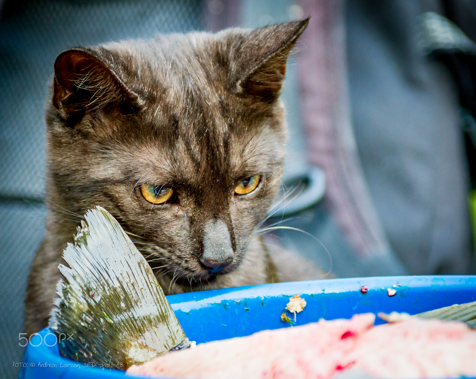 Canon EF 28-300mm F3.5-5.6L IS USM sample photo. Hungry cat photography