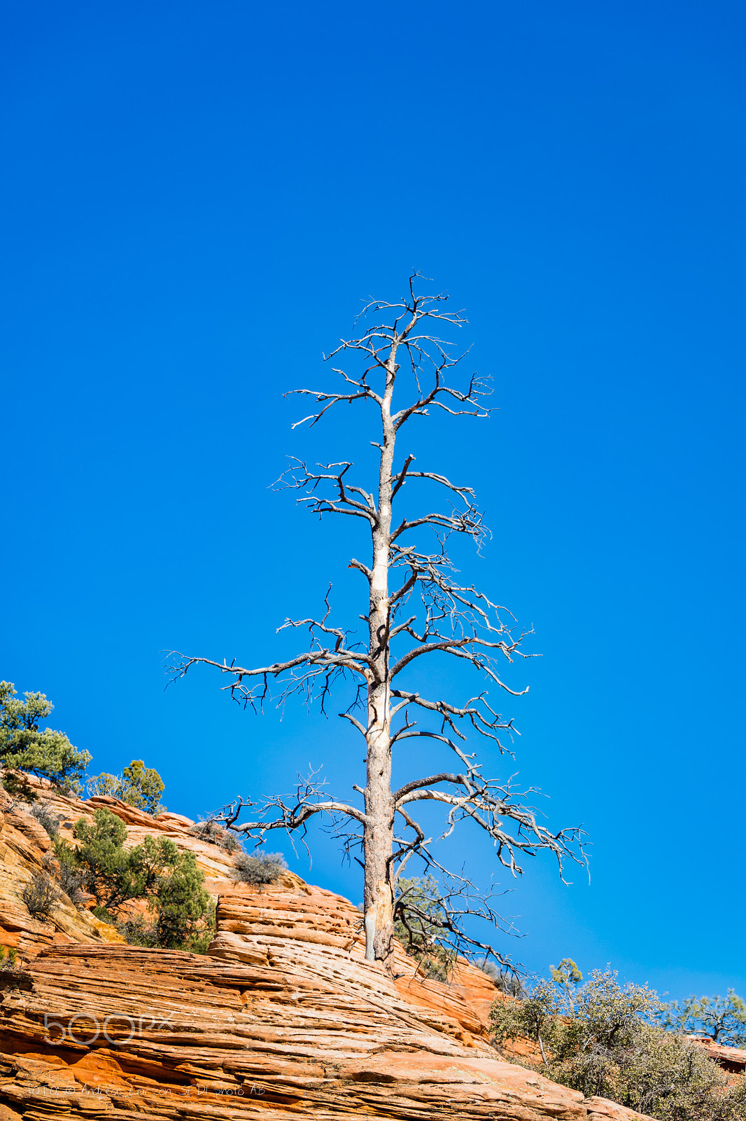 Canon EF 28-300mm F3.5-5.6L IS USM sample photo. Lonely tree photography