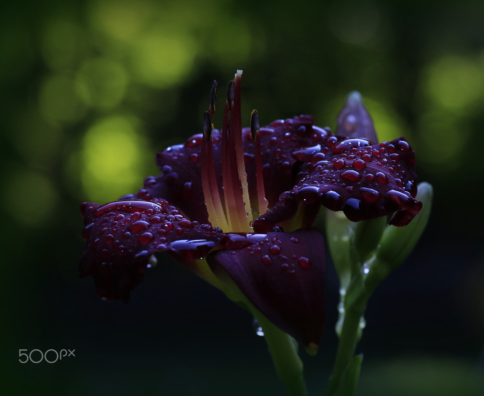 Canon EOS 7D Mark II + Tamron SP AF 90mm F2.8 Di Macro sample photo. Purple and green photography