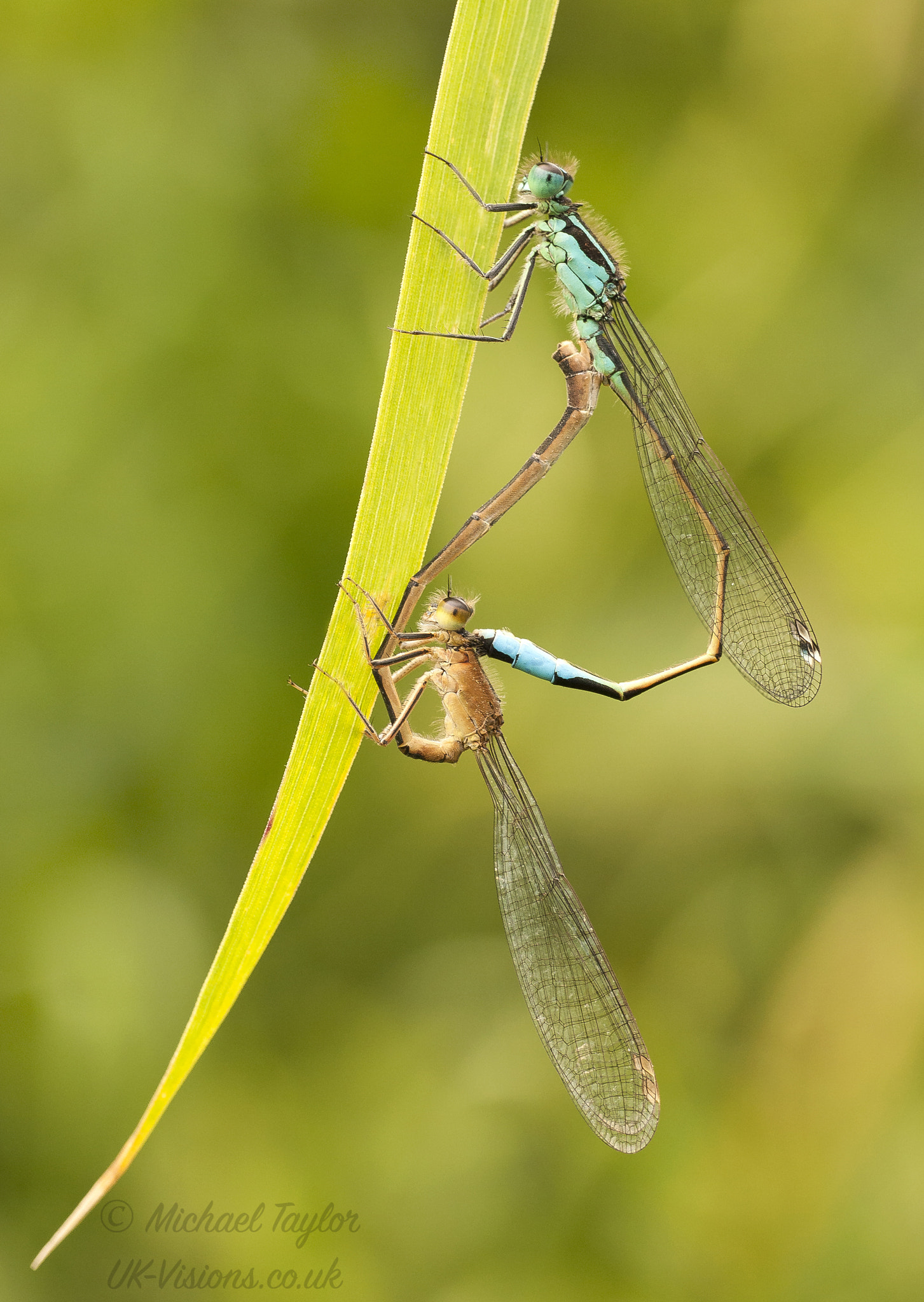 Panasonic Leica DG Macro-Elmarit 45mm F2.8 ASPH OIS sample photo. The wheel... photography
