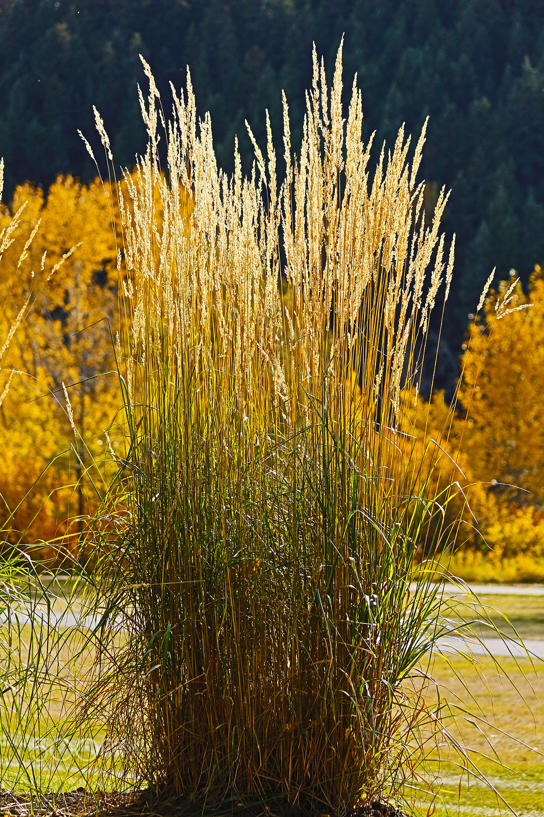 Canon EOS 650D (EOS Rebel T4i / EOS Kiss X6i) sample photo. Tall golden grass photography