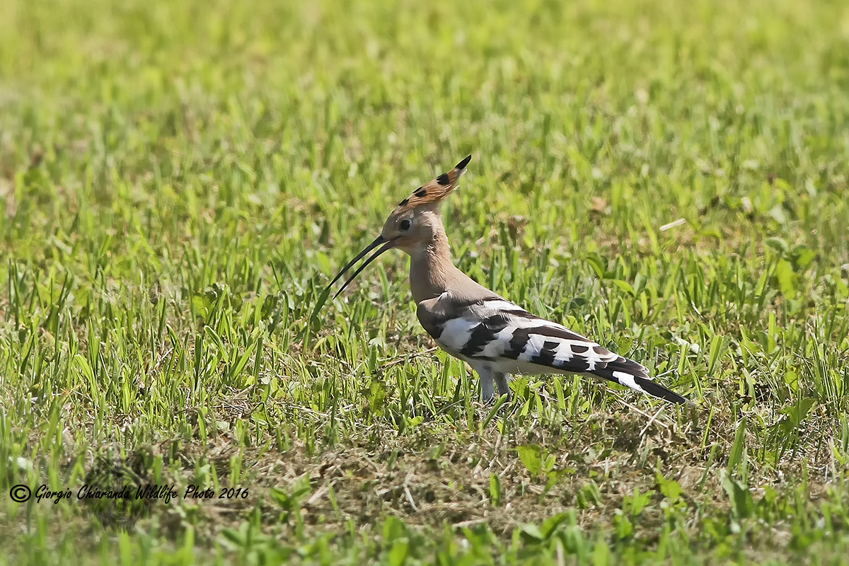 Canon EOS 40D + Canon EF 400mm F5.6L USM sample photo. Upupa (upupa epops) photography