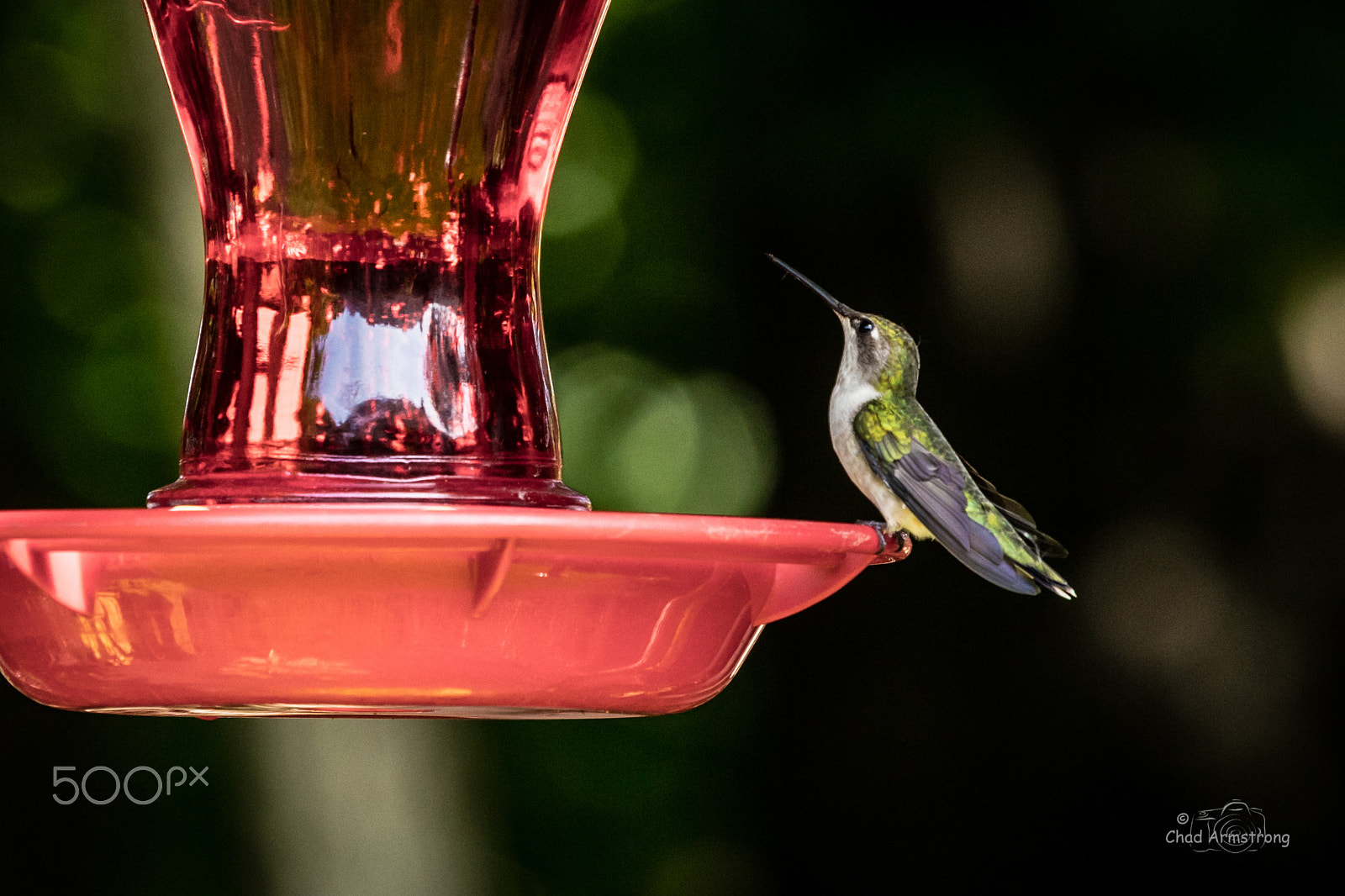 Canon EOS 5DS R + Canon EF 70-200mm F4L USM sample photo. Humming bird photography