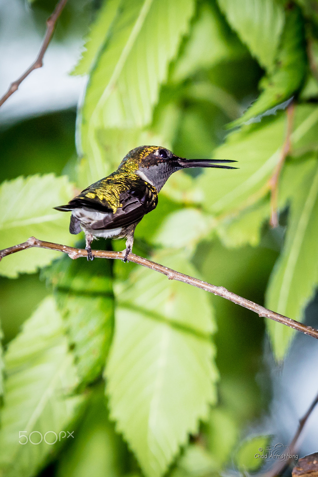 Canon EOS 5DS R + Canon EF 70-200mm F4L USM sample photo. Humming bird photography