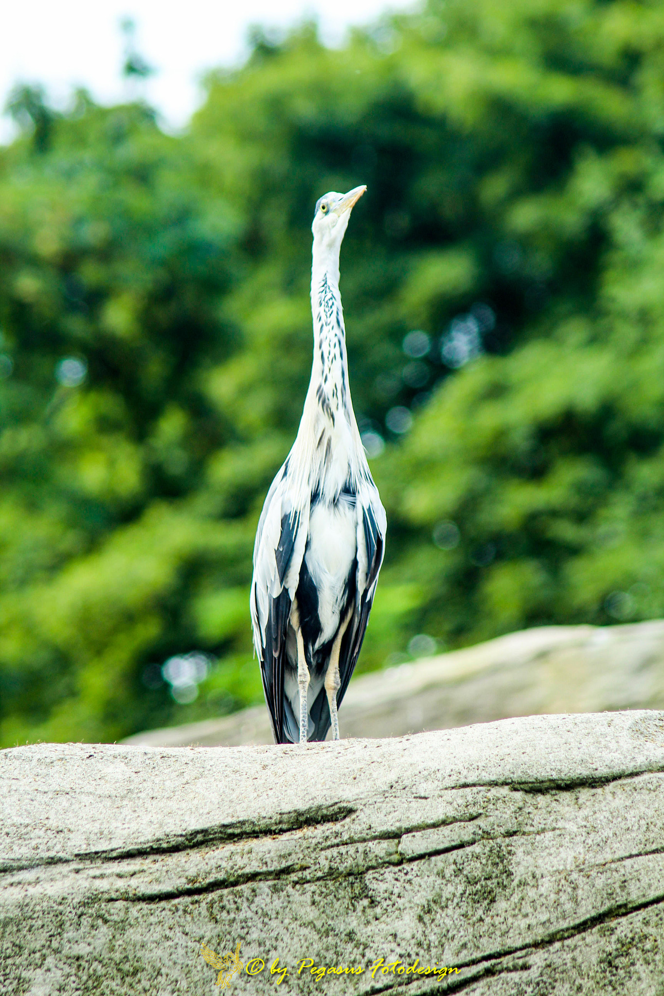 Canon EF 75-300mm F4.0-5.6 IS USM sample photo. Fischreiher  photography