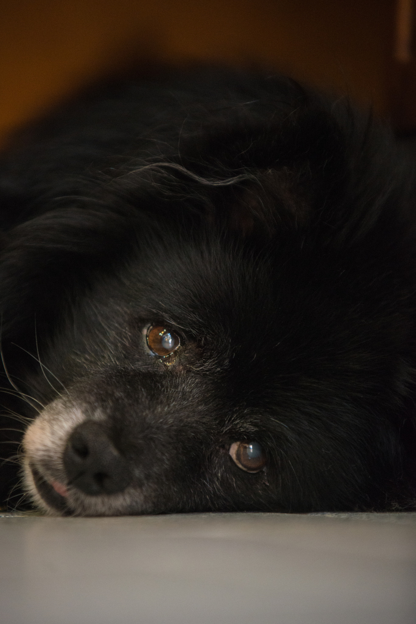AF-S Zoom-Nikkor 80-200mm f/2.8D IF-ED sample photo. Asso - 17 years of love photography
