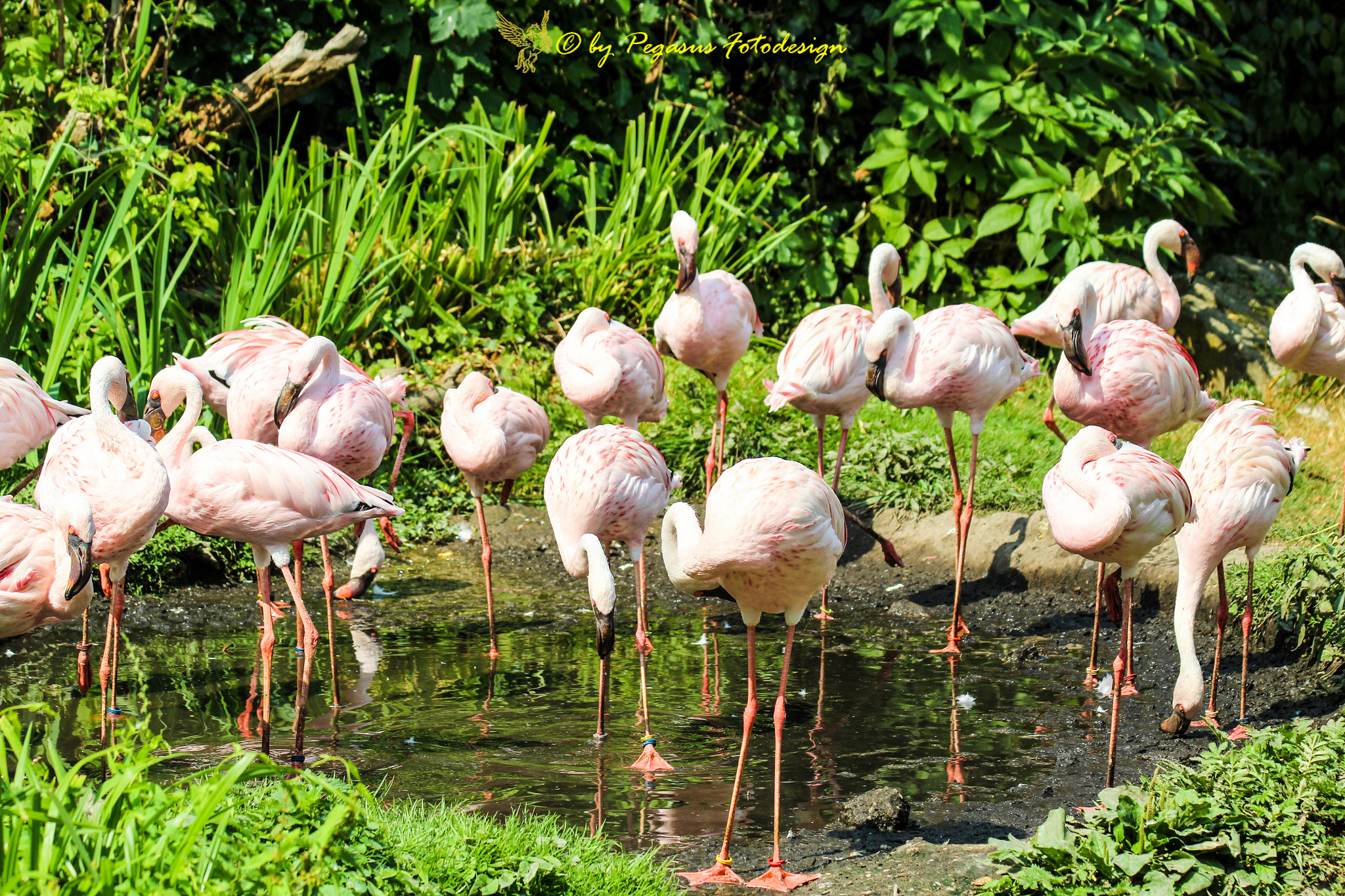 Canon EF 75-300mm F4.0-5.6 IS USM sample photo. Flamingos 2 photography