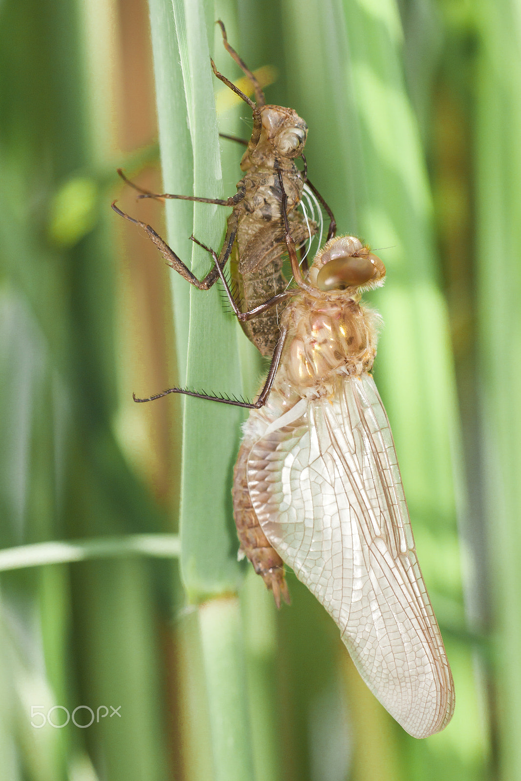 Canon EF 180mm F3.5L Macro USM sample photo. Cordulia aenea photography