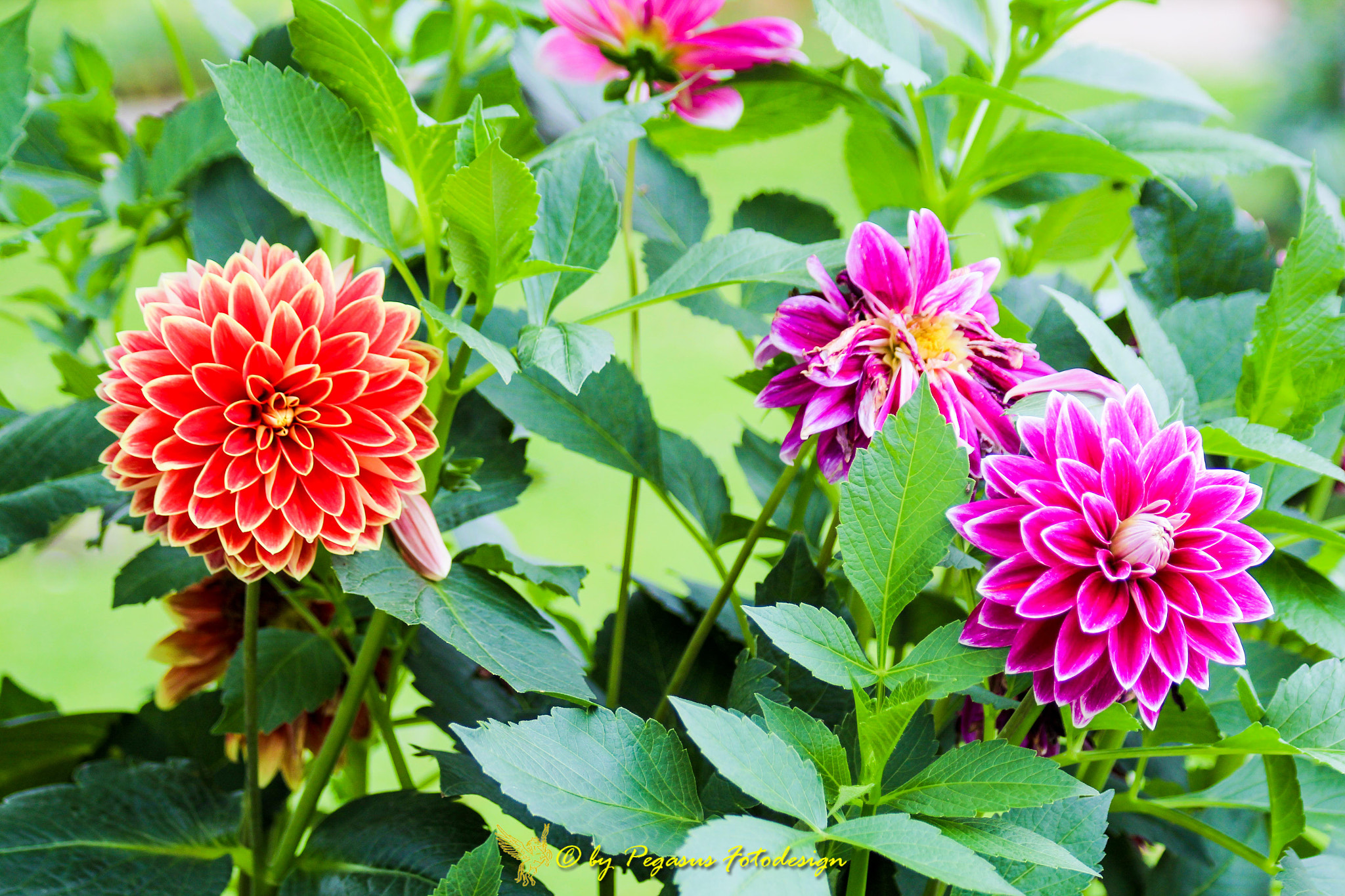 Canon EF 75-300mm F4.0-5.6 IS USM sample photo. Fantastische blumenpracht  photography