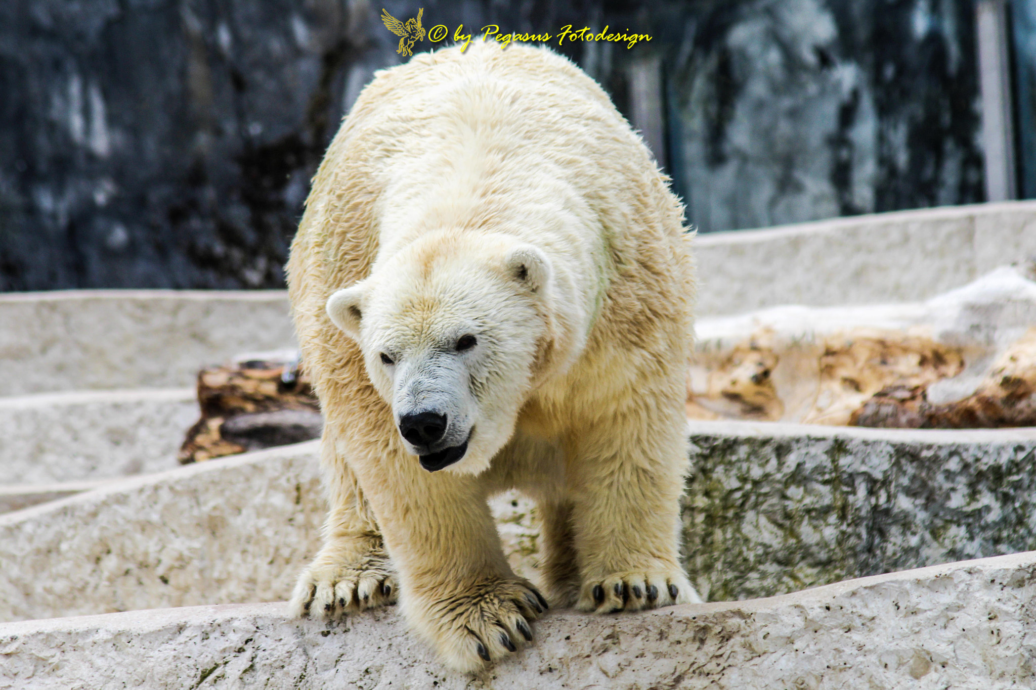 Canon EF 75-300mm F4.0-5.6 IS USM sample photo. Eisbär  photography