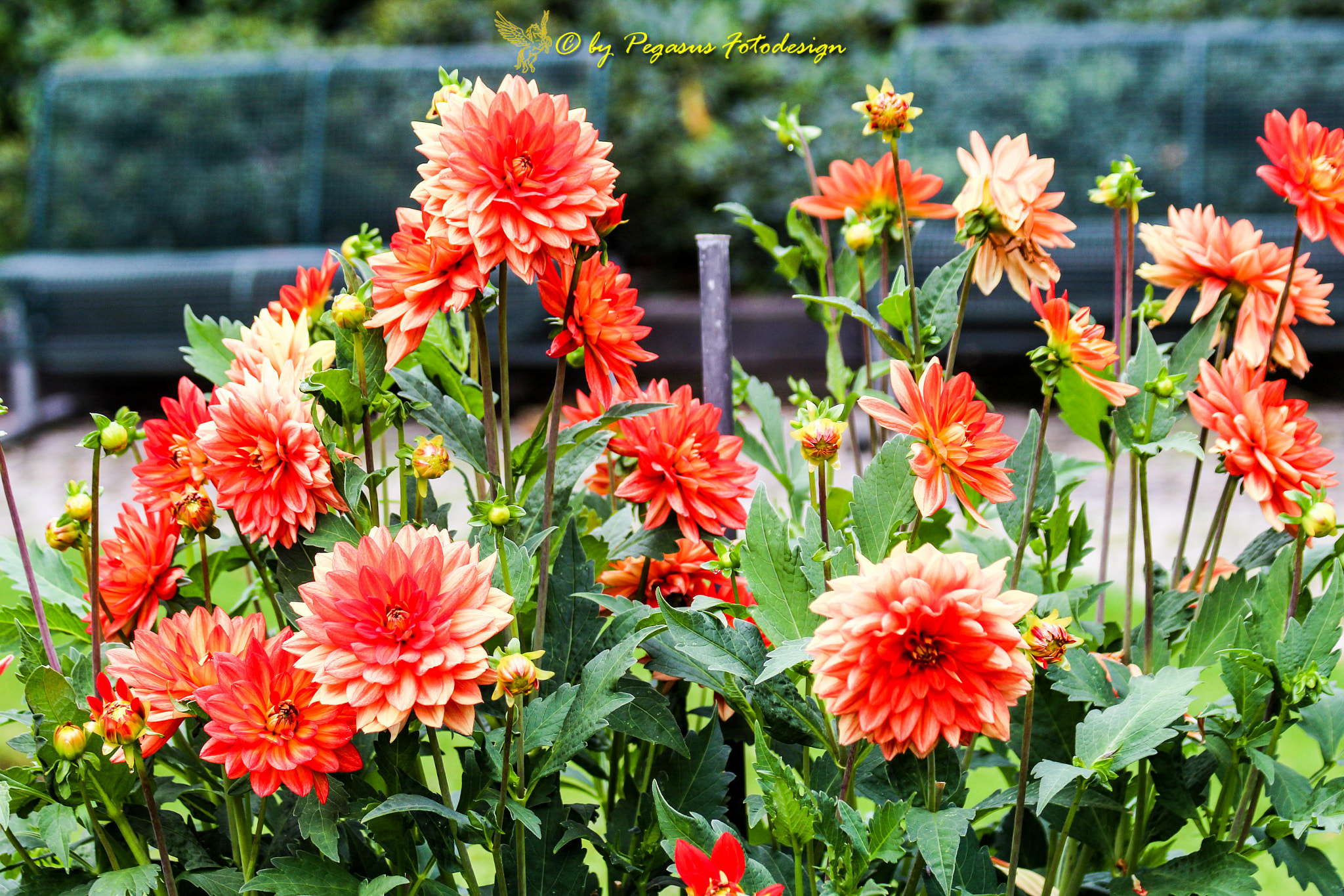 Canon EF 75-300mm F4.0-5.6 IS USM sample photo. Blumen im park  photography