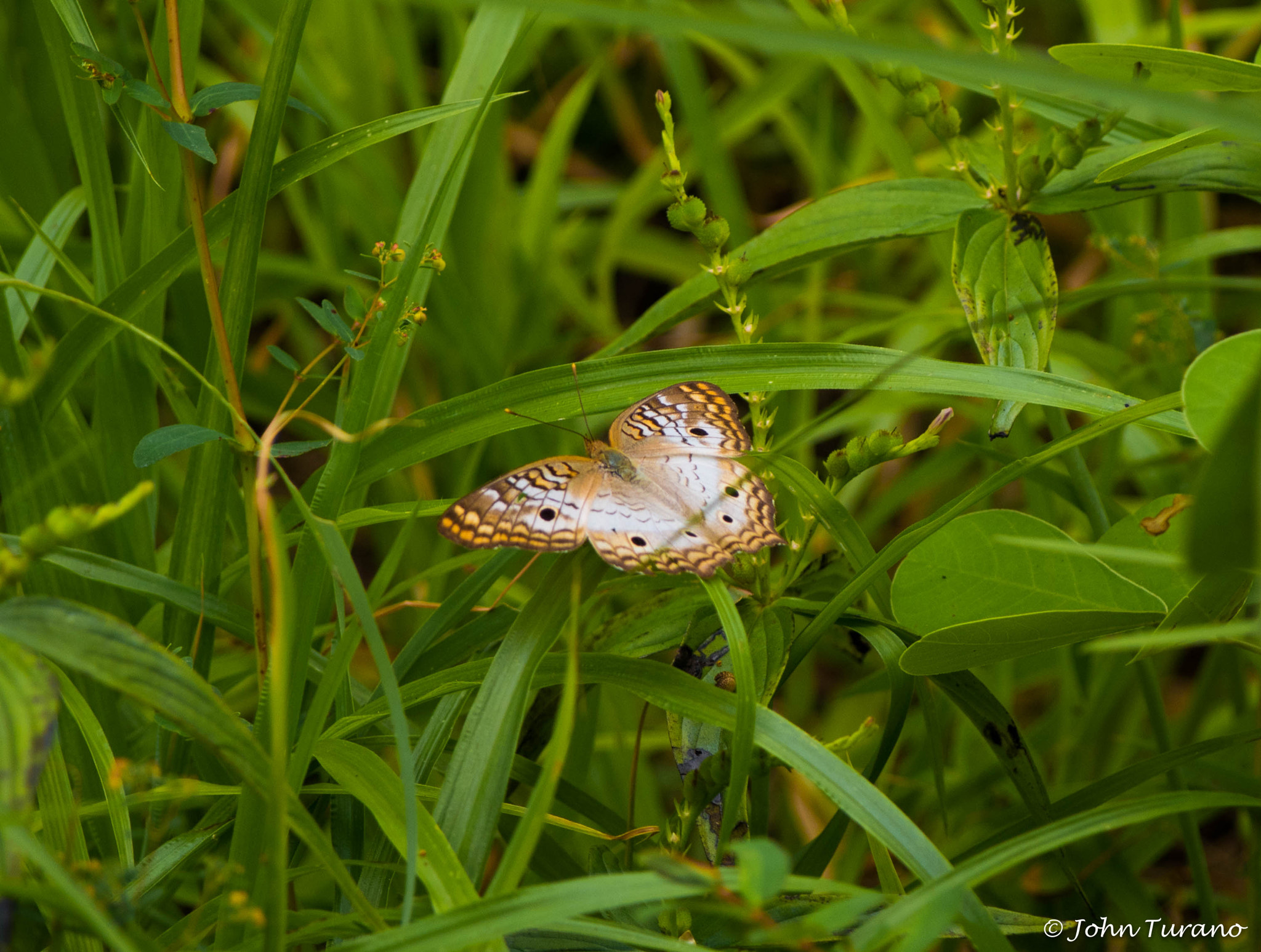 Olympus PEN E-PL7 sample photo. Among the weeds photography