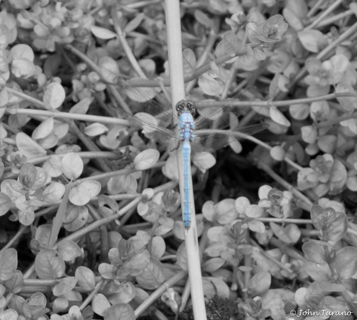 Olympus PEN E-PL7 sample photo. Blue tint photography