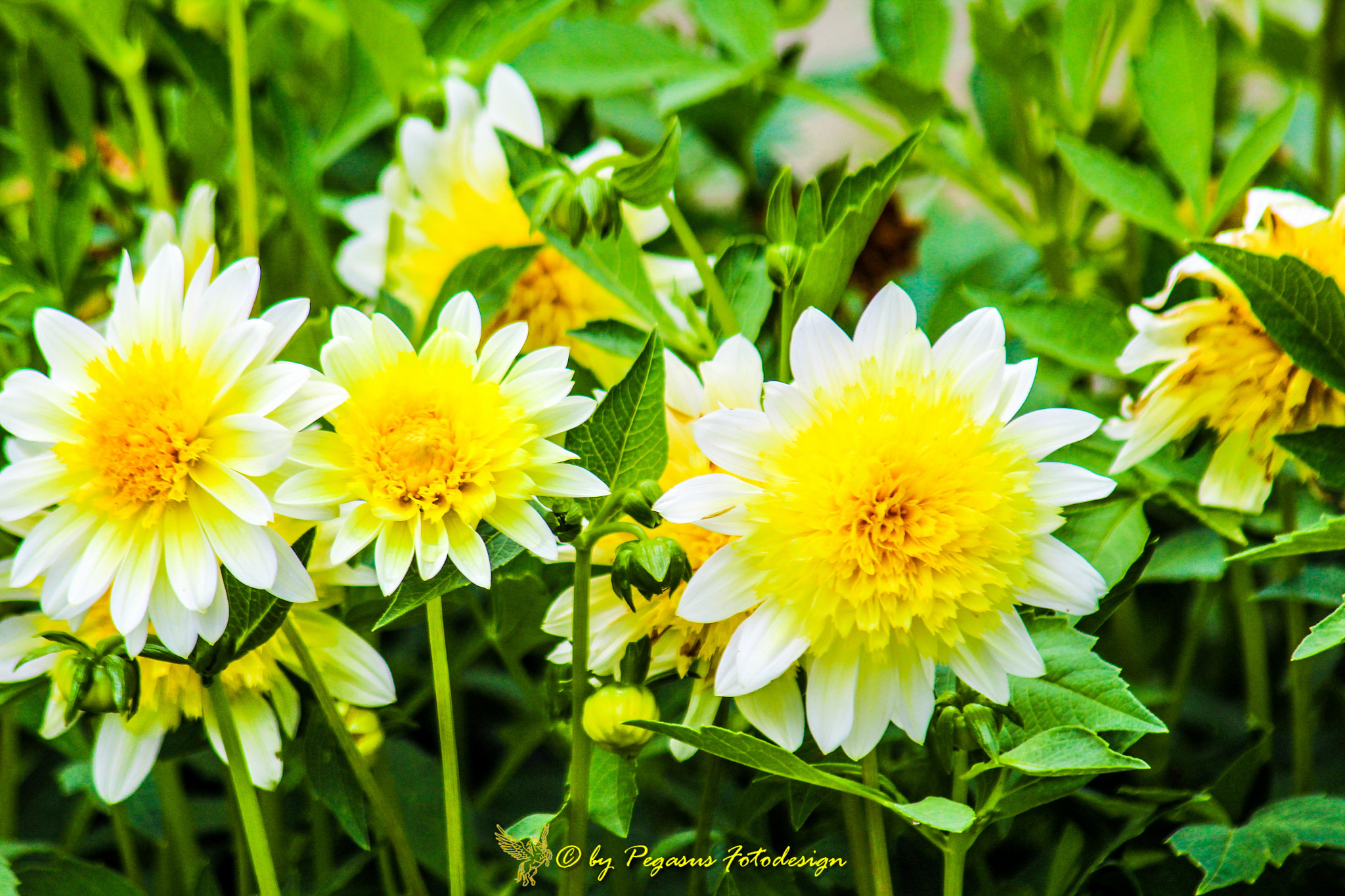 Canon EF 75-300mm F4.0-5.6 IS USM sample photo. Gelbe blumen im park  photography