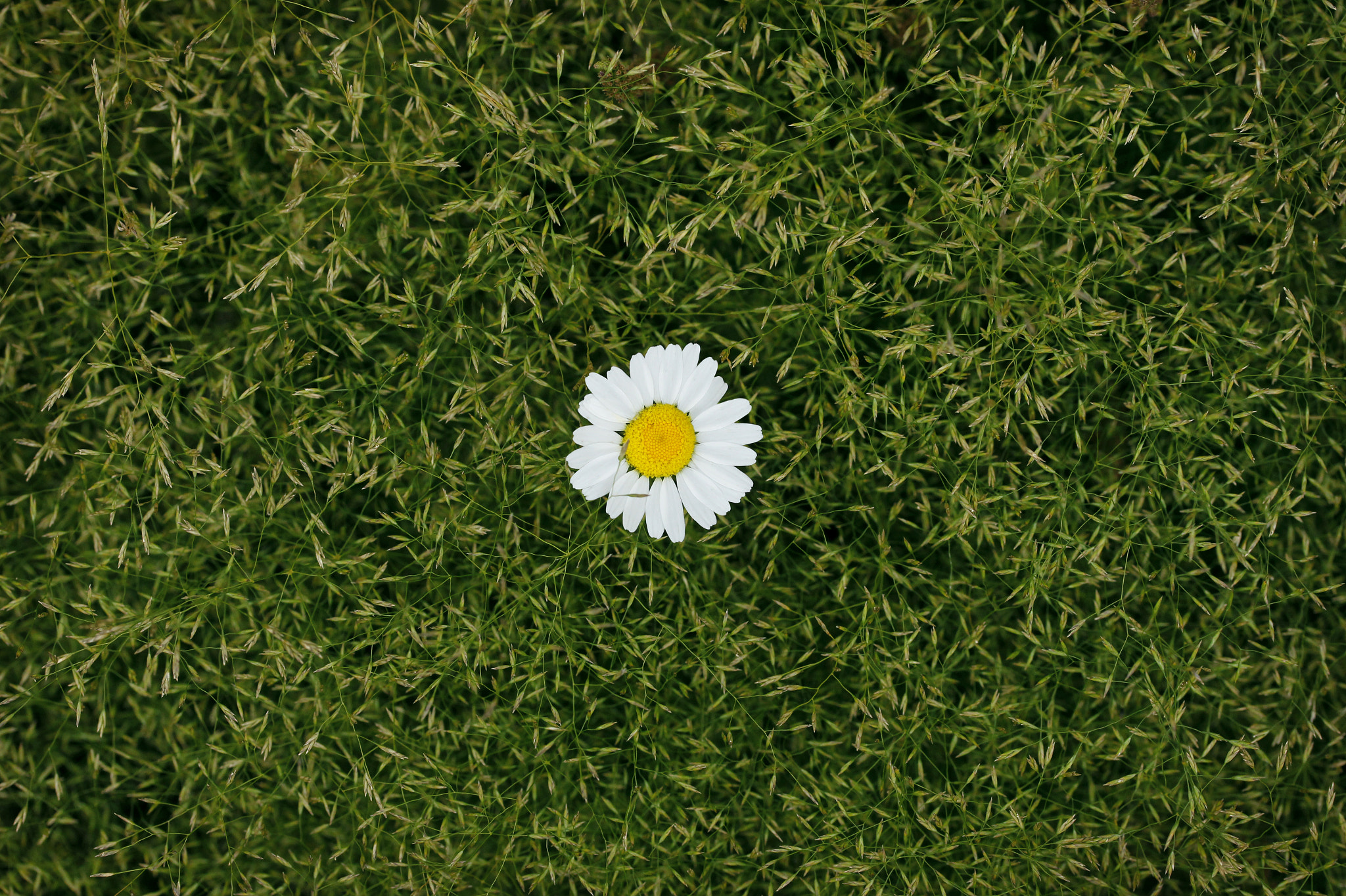 Canon EF-S 60mm F2.8 Macro USM sample photo. Minimalism - perfectionism photography