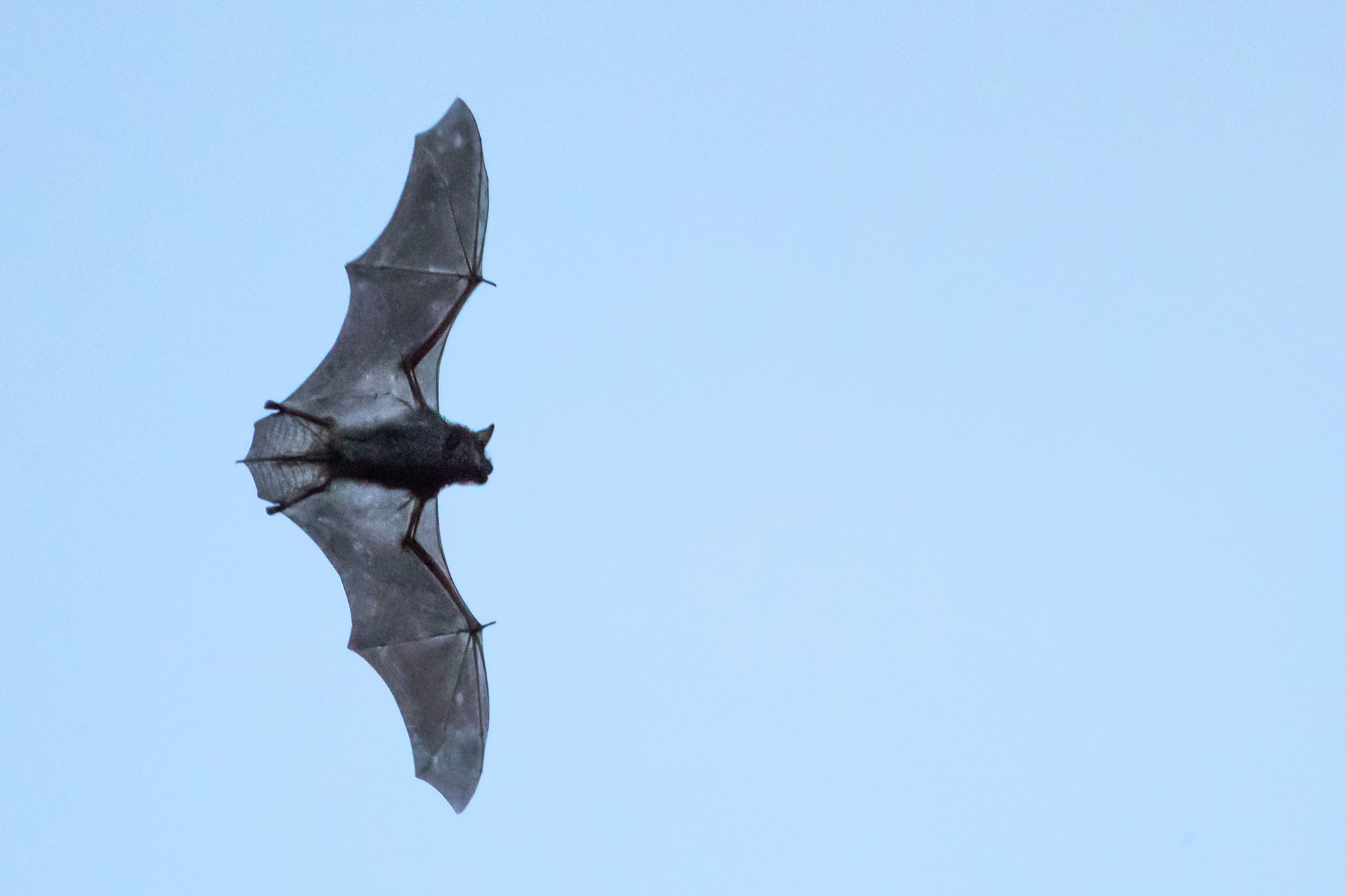 Canon EOS-1D X Mark II + Canon EF 500mm F4L IS USM sample photo. Big brown bat photography