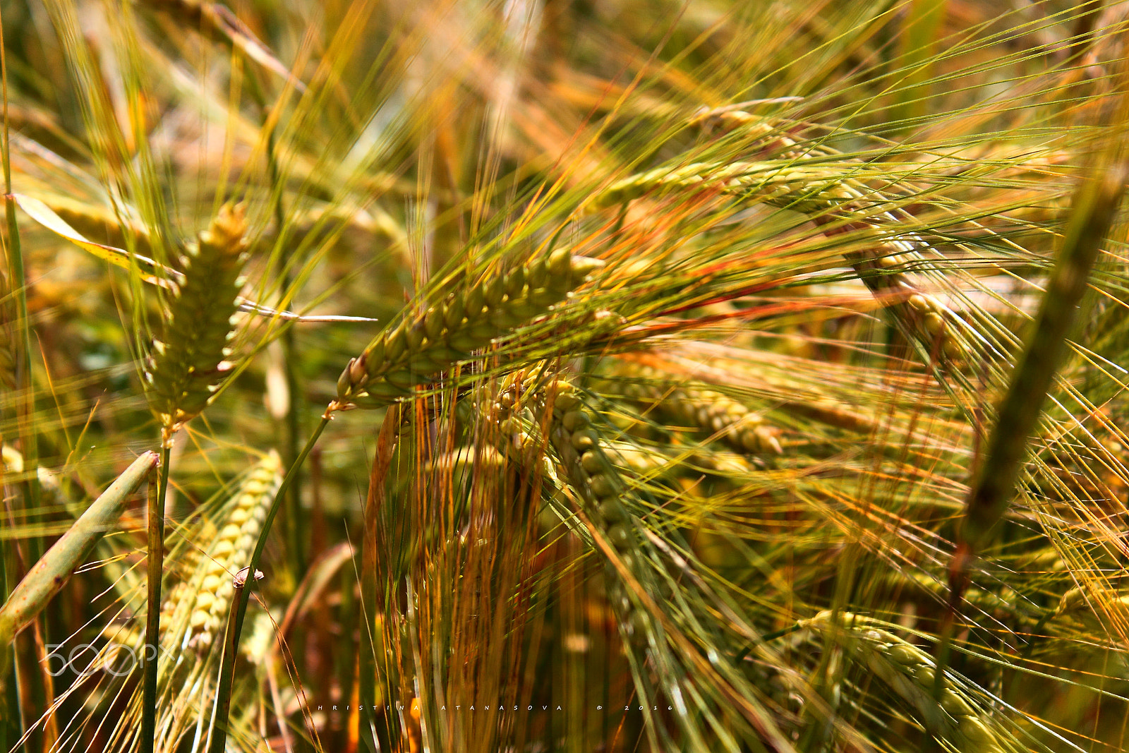 Canon EF-S 18-55mm F3.5-5.6 IS sample photo. Fields of gold... photography