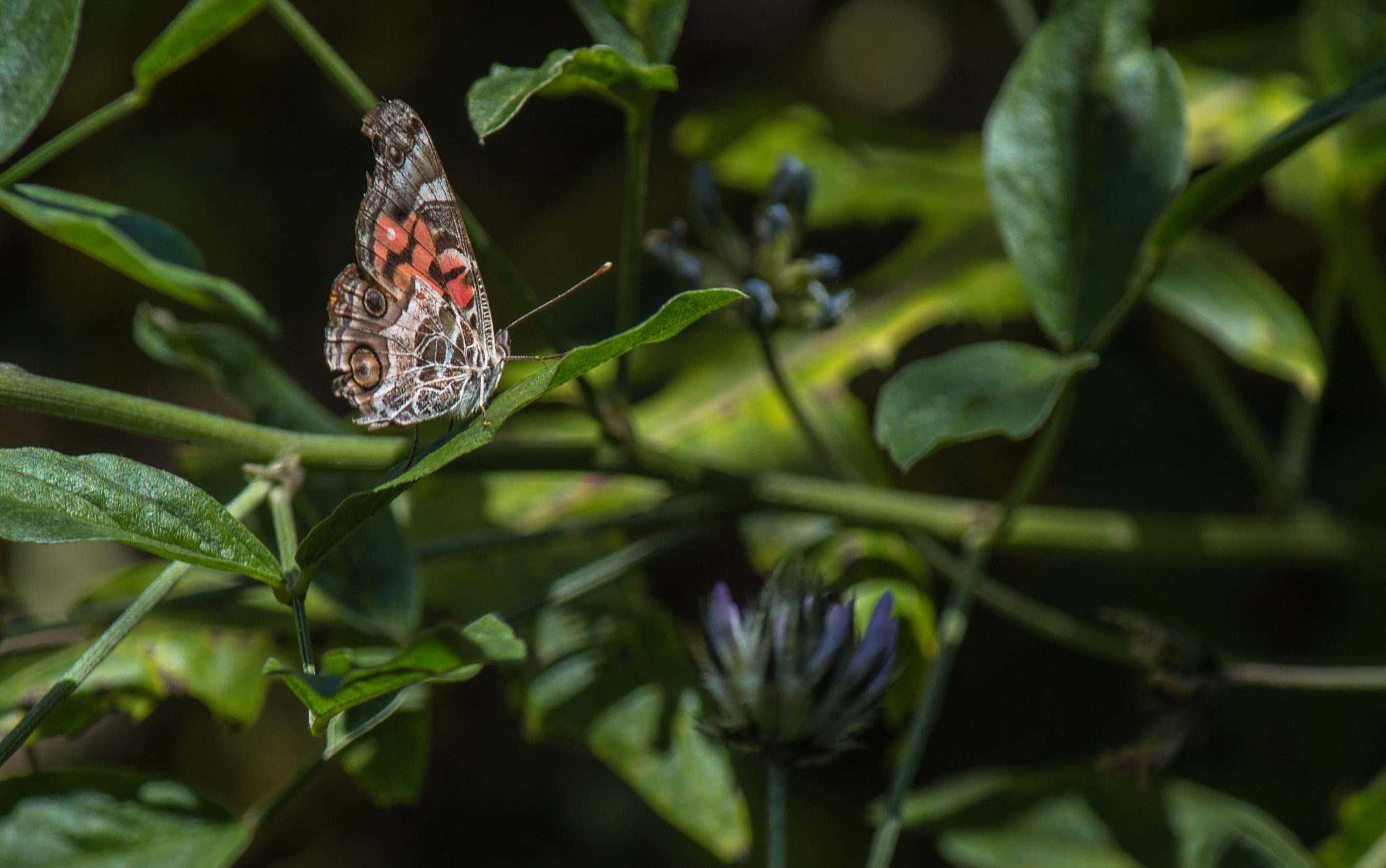 Tamron 18-270mm F3.5-6.3 Di II PZD sample photo. A little rest photography