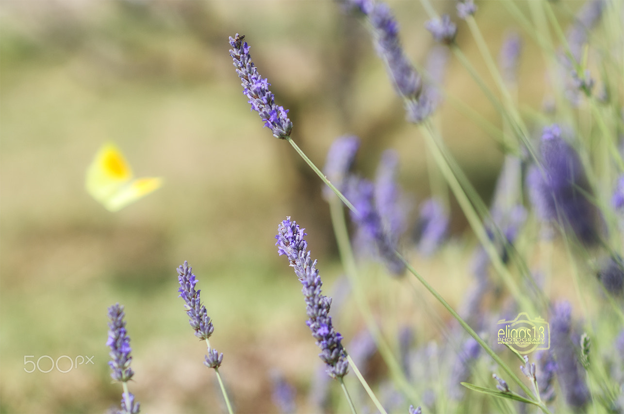 Nikon D300S + Nikon AF-S Nikkor 85mm F1.8G sample photo. Lavender photography