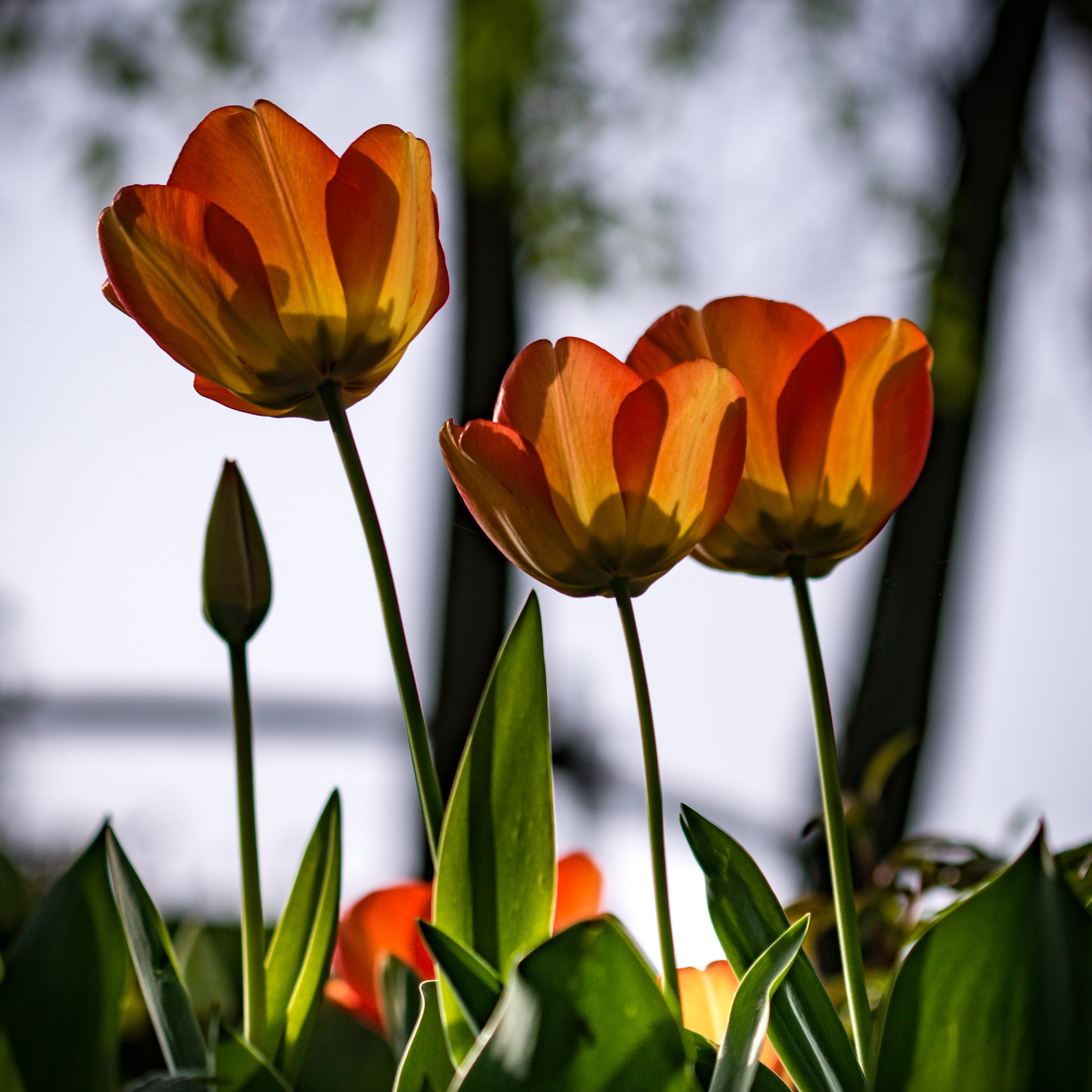 Sony a6300 + Sony FE 70-200mm F4 G OSS sample photo. Trio photography
