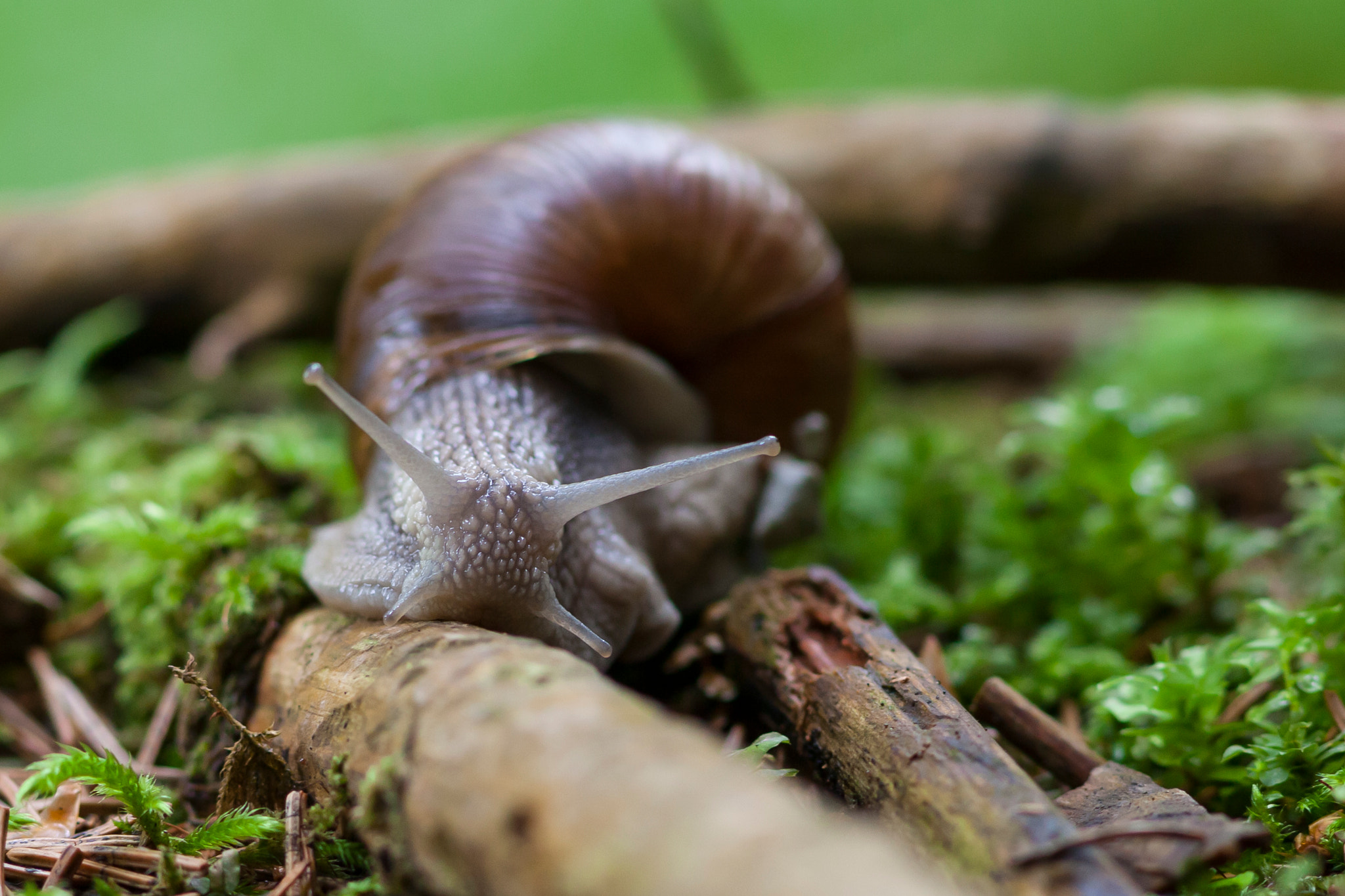 Canon EF 300mm F4L IS USM sample photo. Snail photography