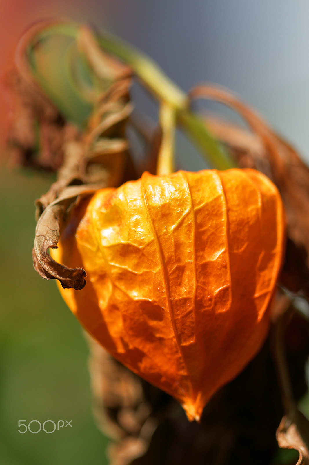 Canon EF 100mm F2.8 Macro USM sample photo. Japanese lantern photography