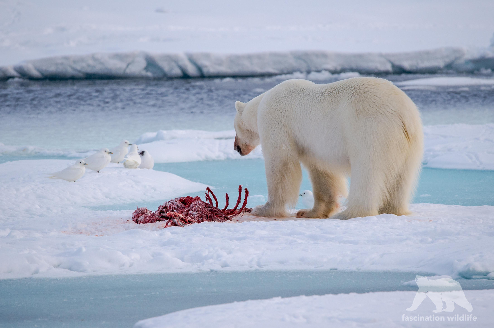 Sigma 150-600mm F5-6.3 DG OS HSM | S sample photo. Polar bear vs ivory gulls photography
