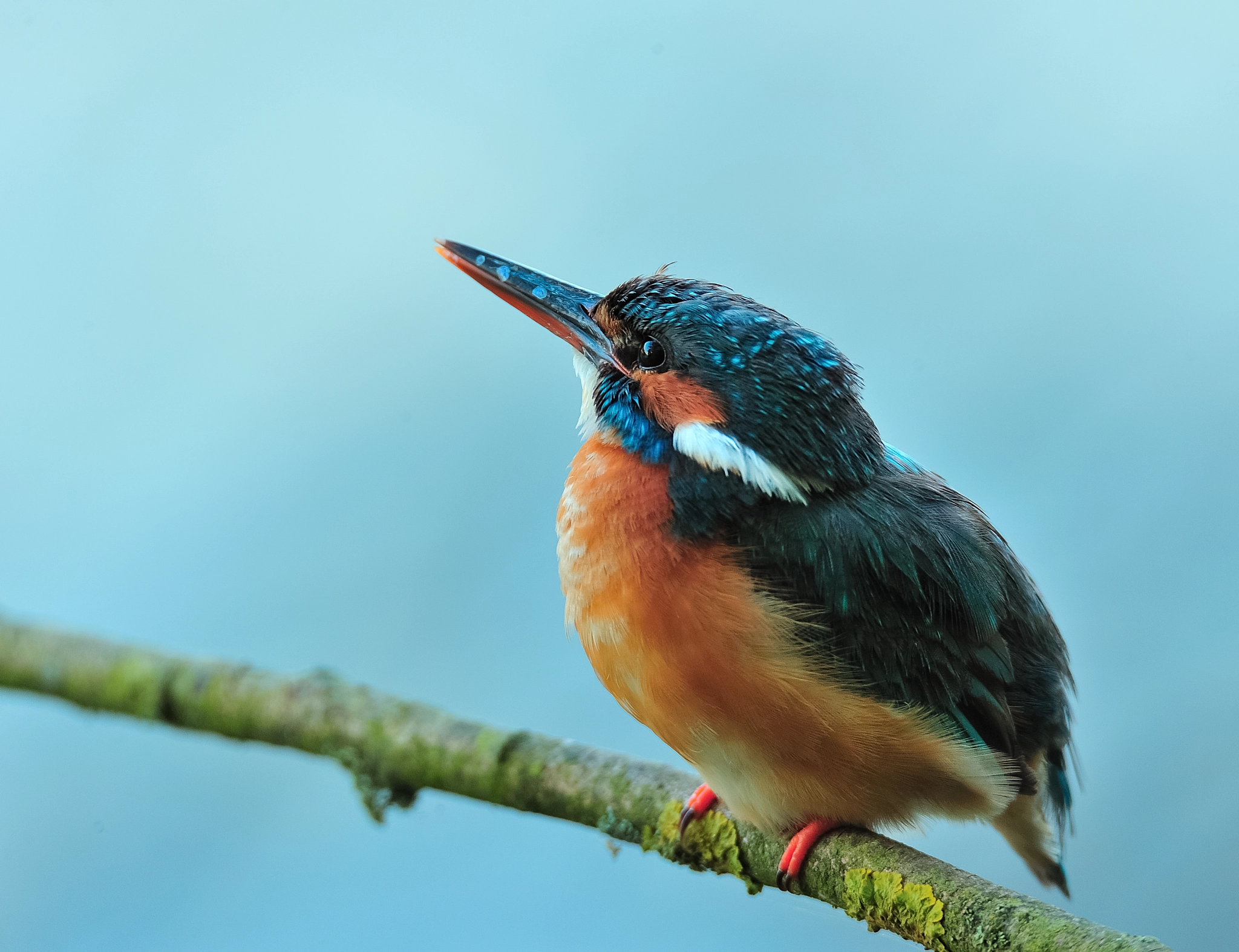 Nikon D3 sample photo. Juvenile kingfisher photography
