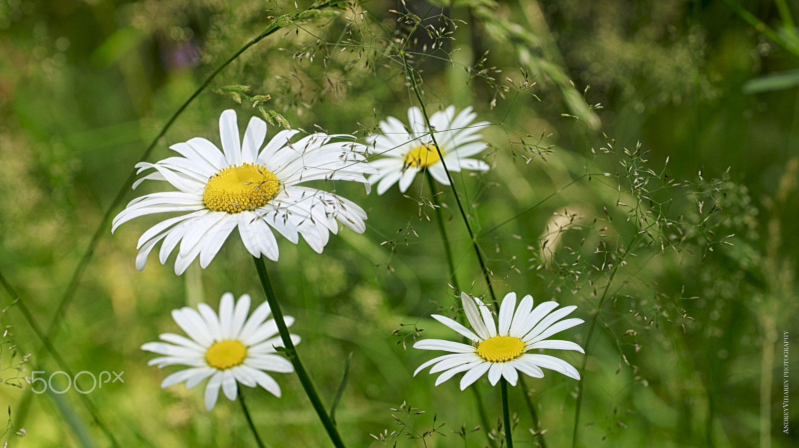 Sigma 50mm F1.4 EX DG HSM sample photo. Chamomile photography
