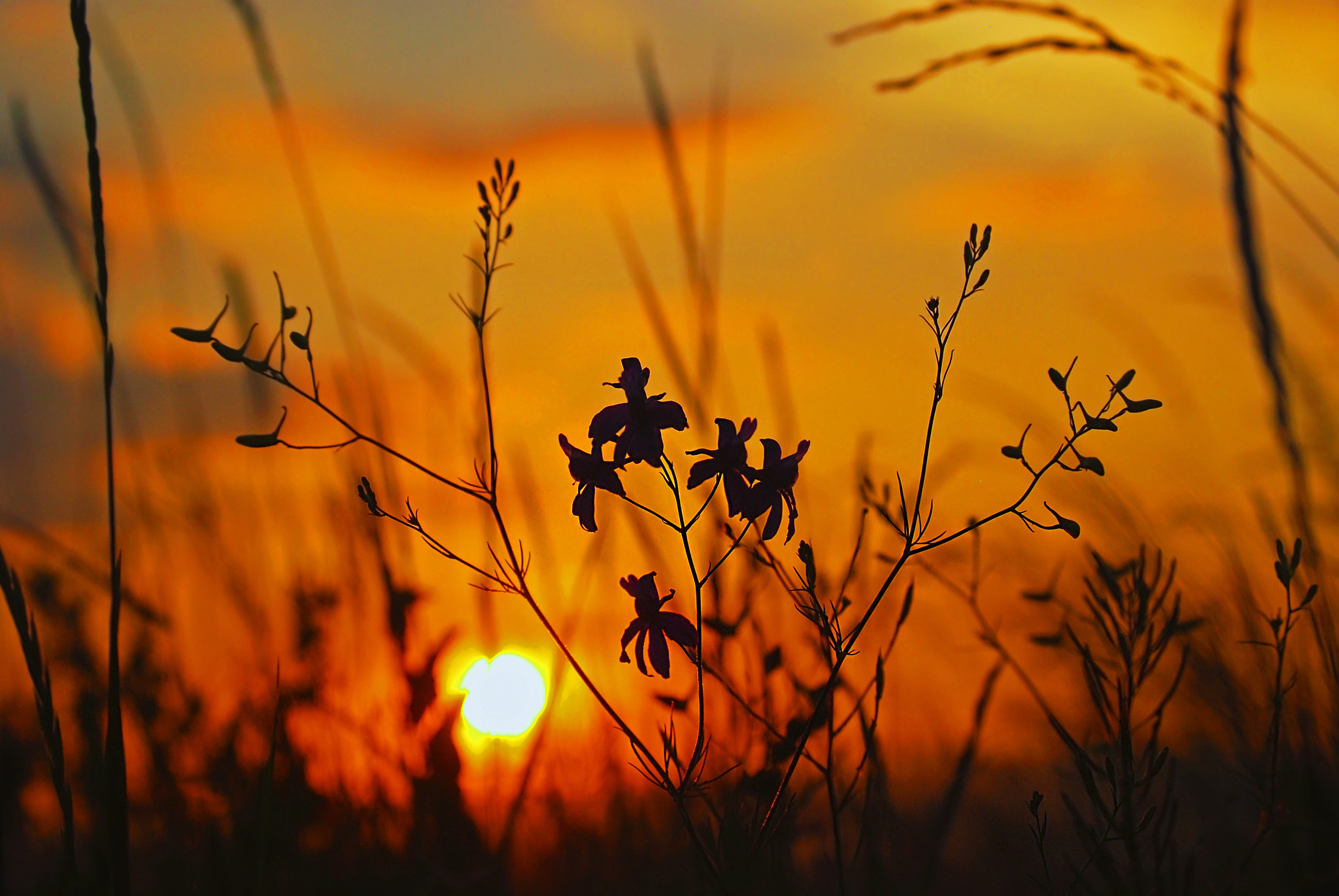 Nikon D80 sample photo. F photography