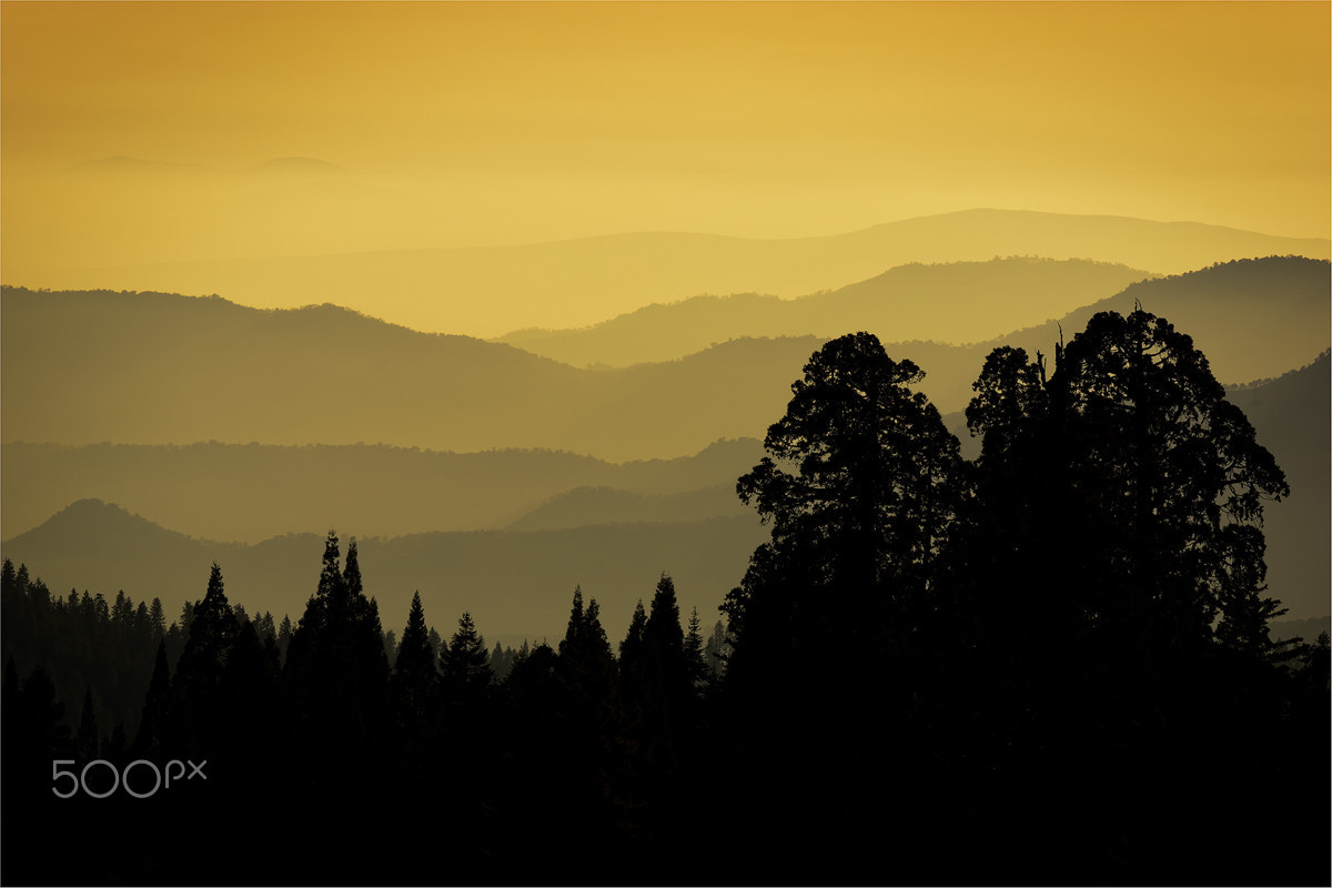 Sony SLT-A77 + Tamron SP 70-300mm F4-5.6 Di VC USD sample photo. Sunset in sequoia photography