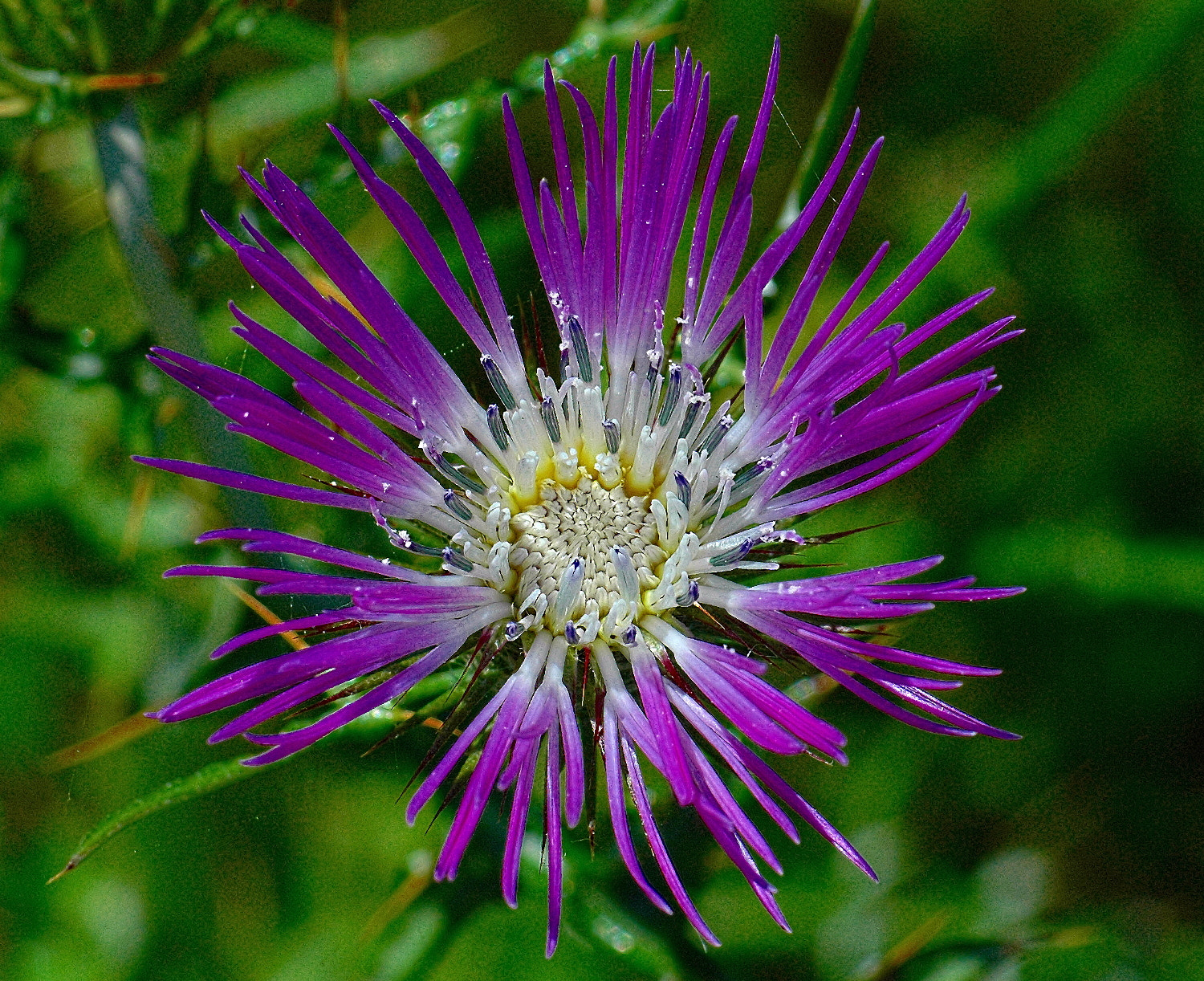 Nikon D70s + Sigma Macro 90mm F2.8 sample photo. A photography