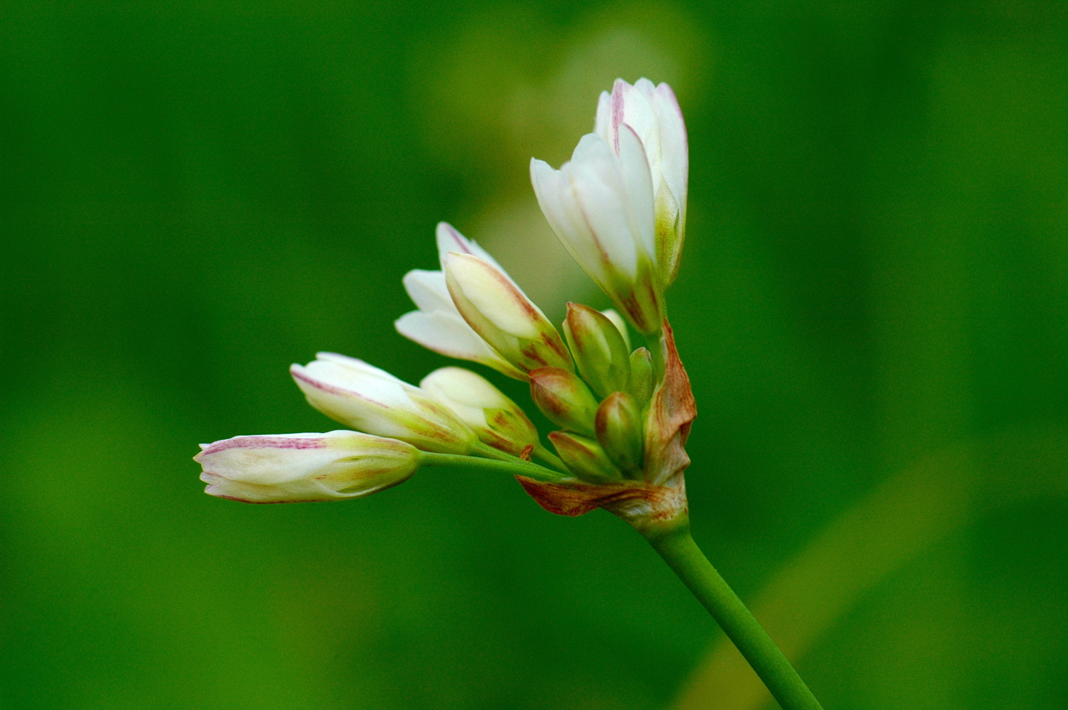 Nikon D70s + Sigma Macro 90mm F2.8 sample photo. A photography