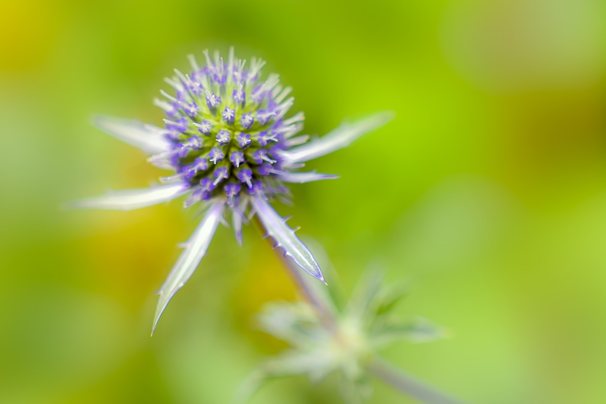 Nikon AF-S DX Micro Nikkor 40mm F2.8 sample photo. Flower301 photography