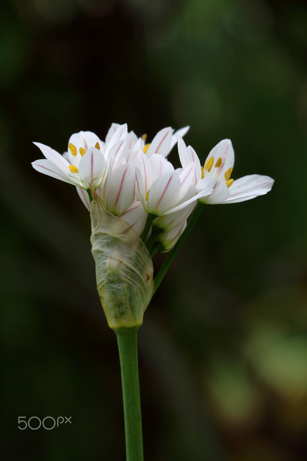 Canon EF 100mm F2.8 Macro USM sample photo. Fresh bloom photography