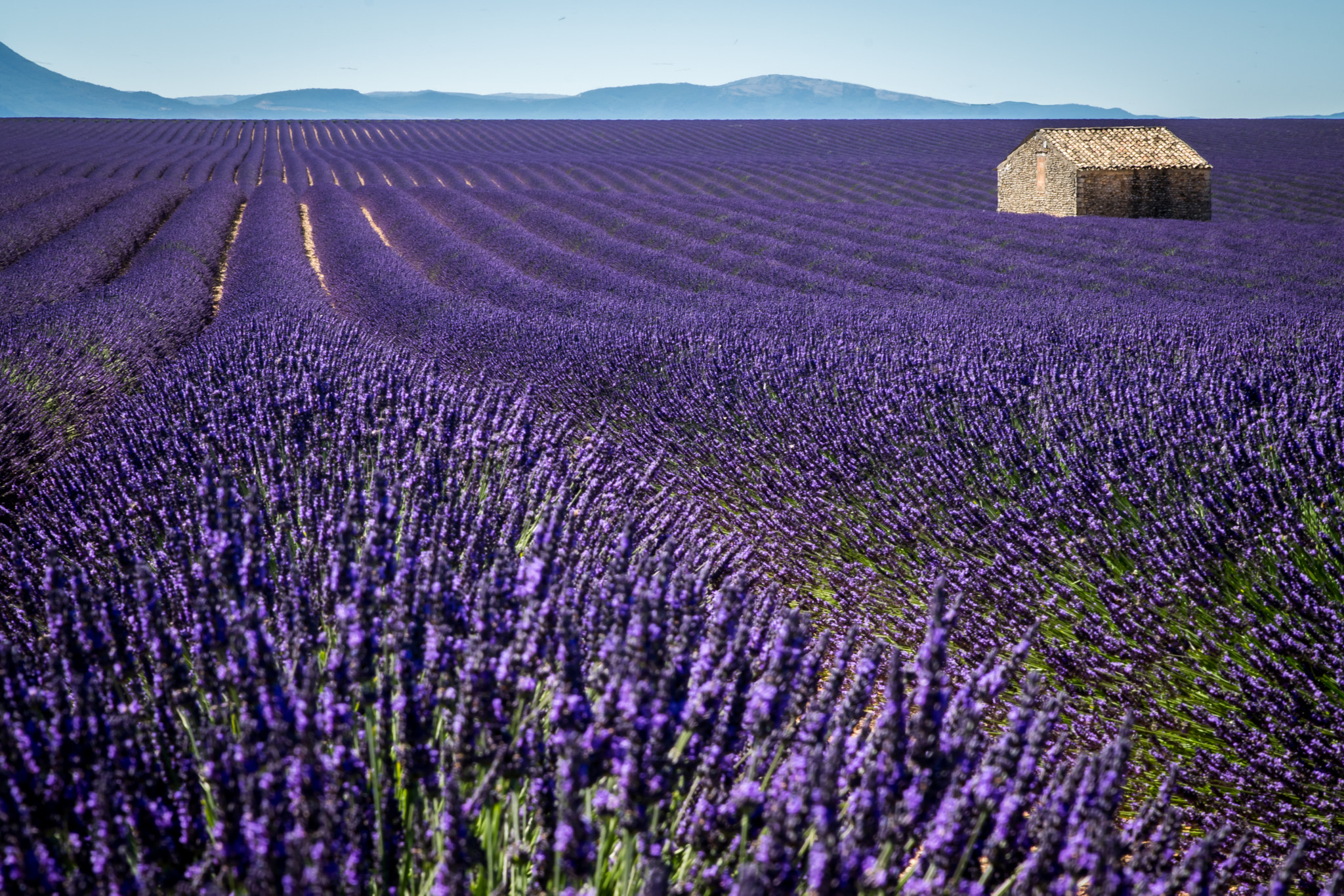Tamron SP 24-70mm F2.8 Di VC USD sample photo. The house of the rising lavender photography