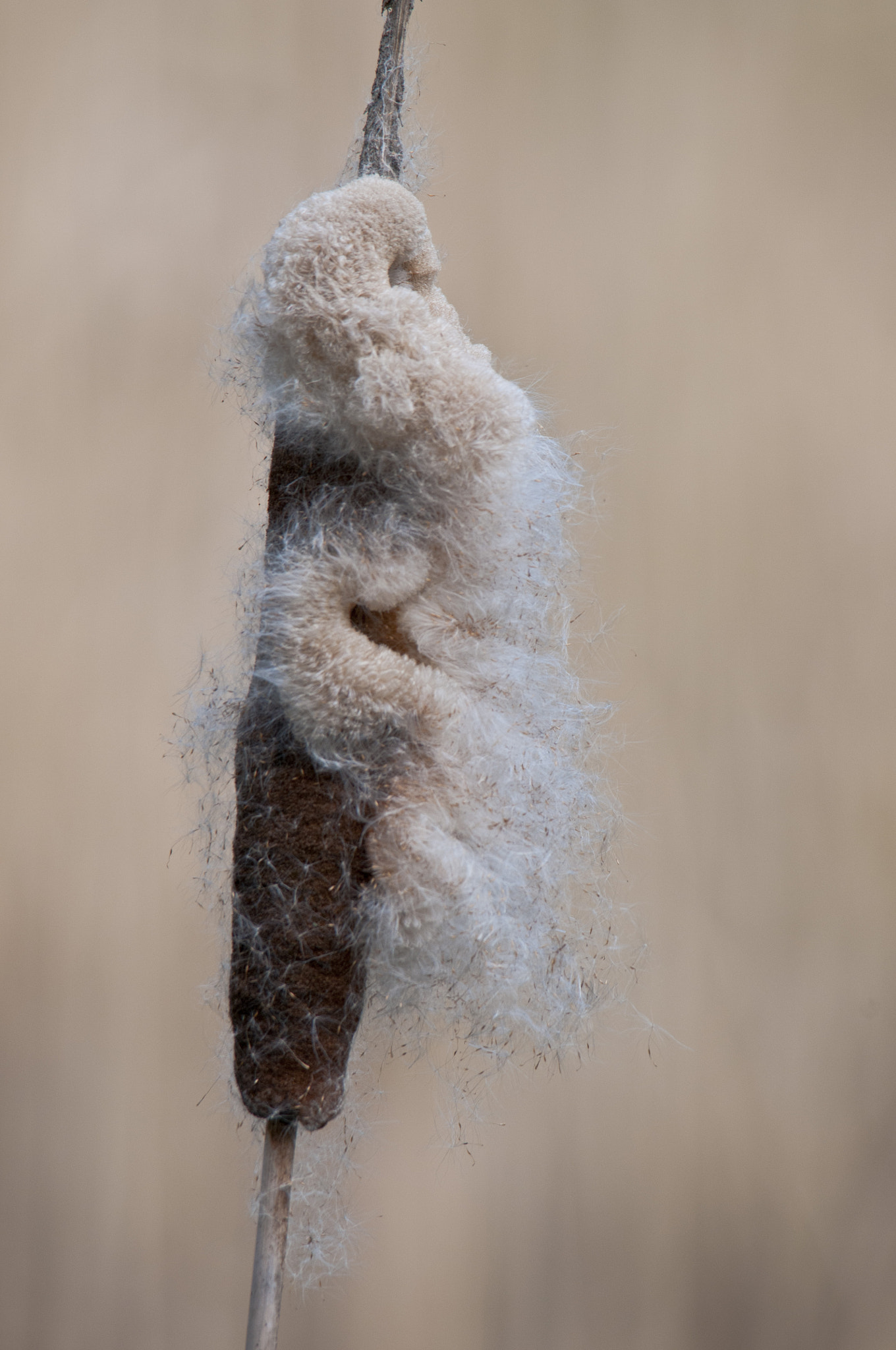 Sigma 150-500mm F5-6.3 DG OS HSM sample photo. By the pond photography