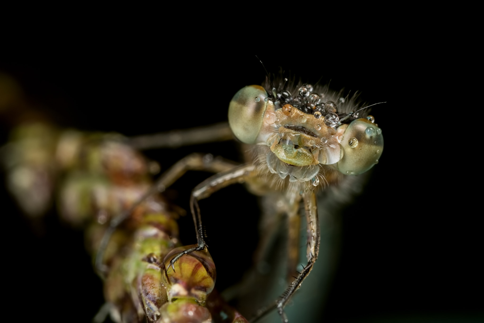 Canon MP-E 65mm F2.5 1-5x Macro Photo sample photo. A smile in the darkness photography