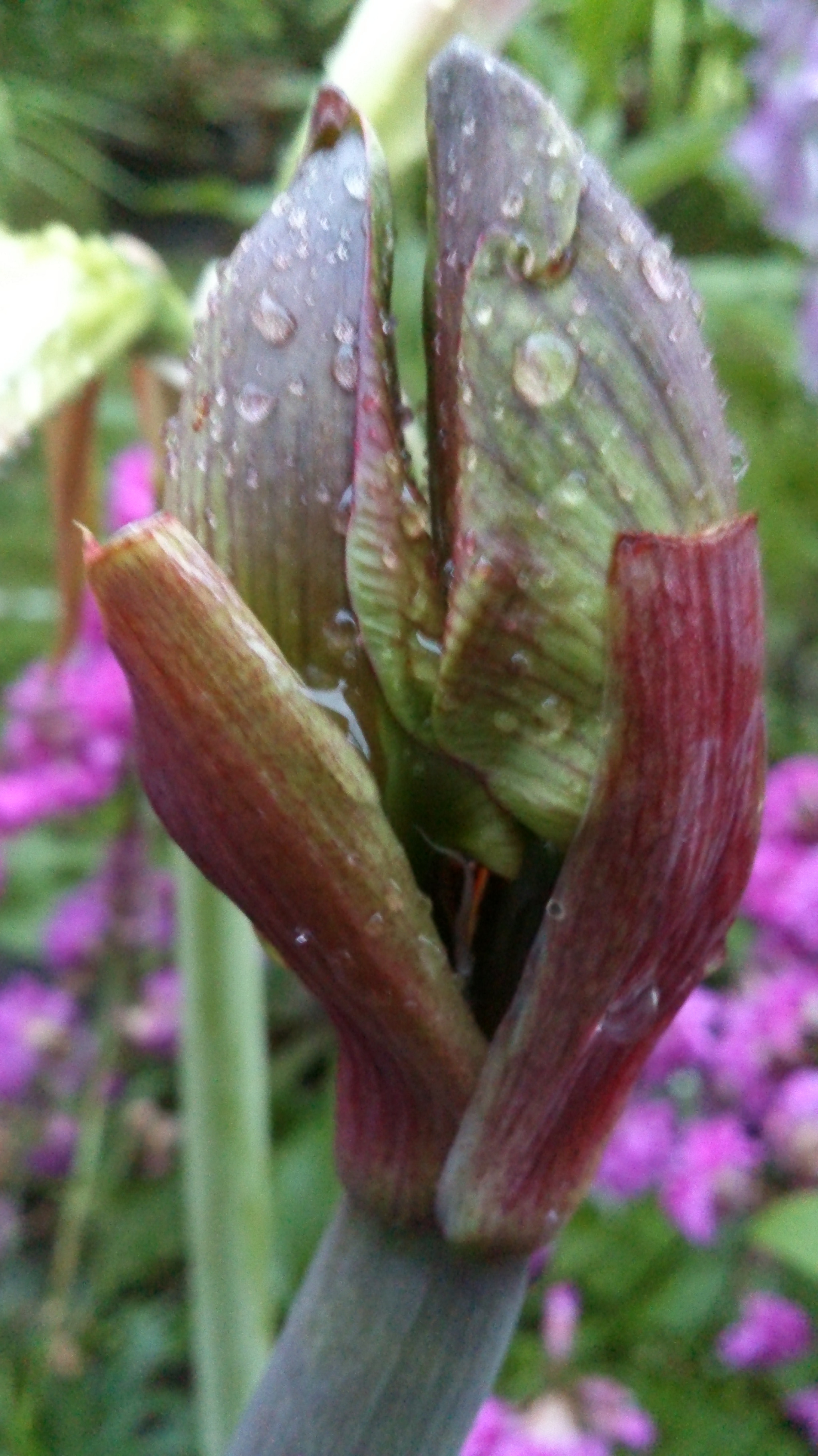 Sony Xperia T sample photo. Bud&drops photography