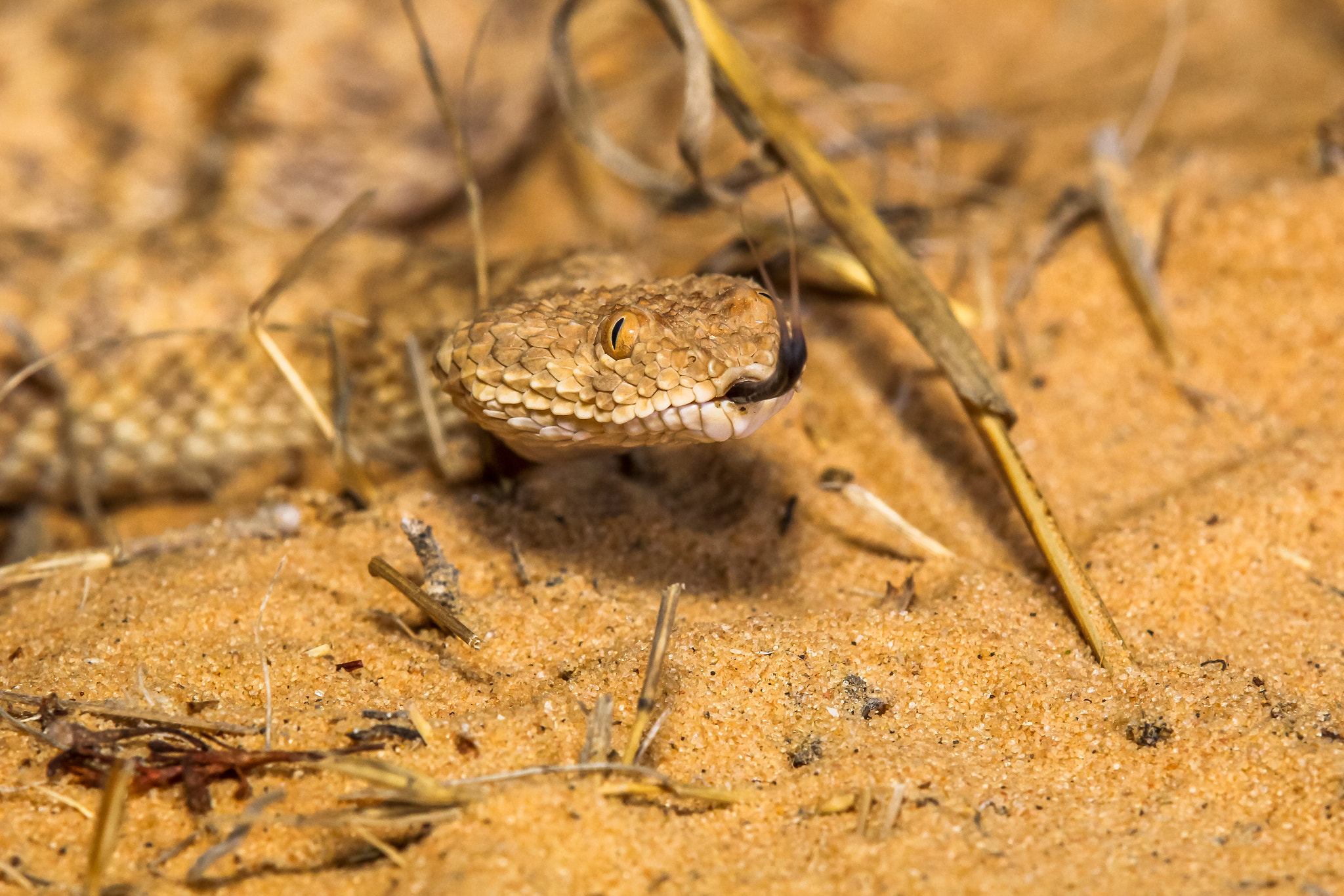 Canon EOS 60D + Tamron SP AF 180mm F3.5 Di LD (IF) Macro sample photo. Cerastes vipera photography