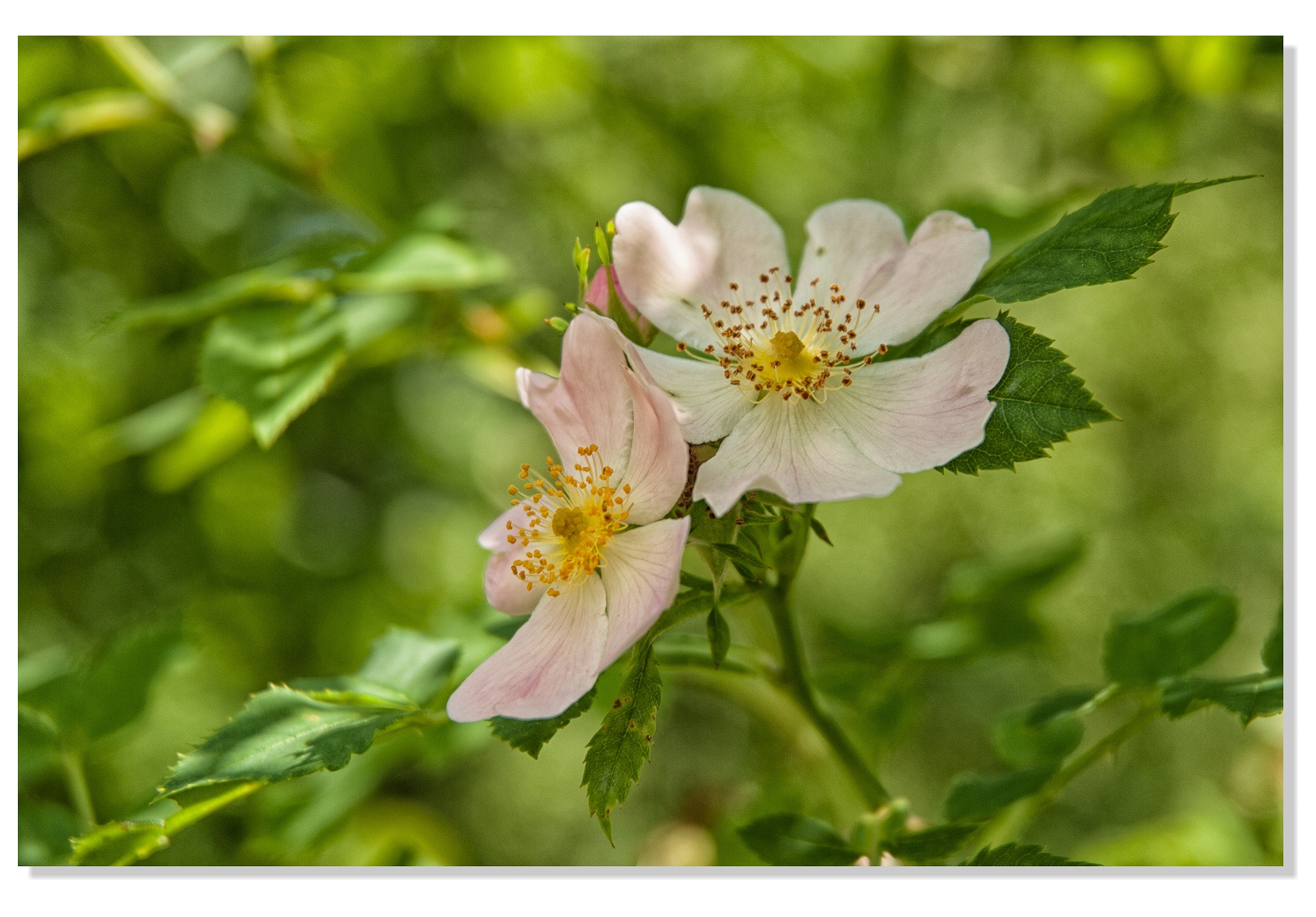 Nikon D3000 sample photo. Gentle photography