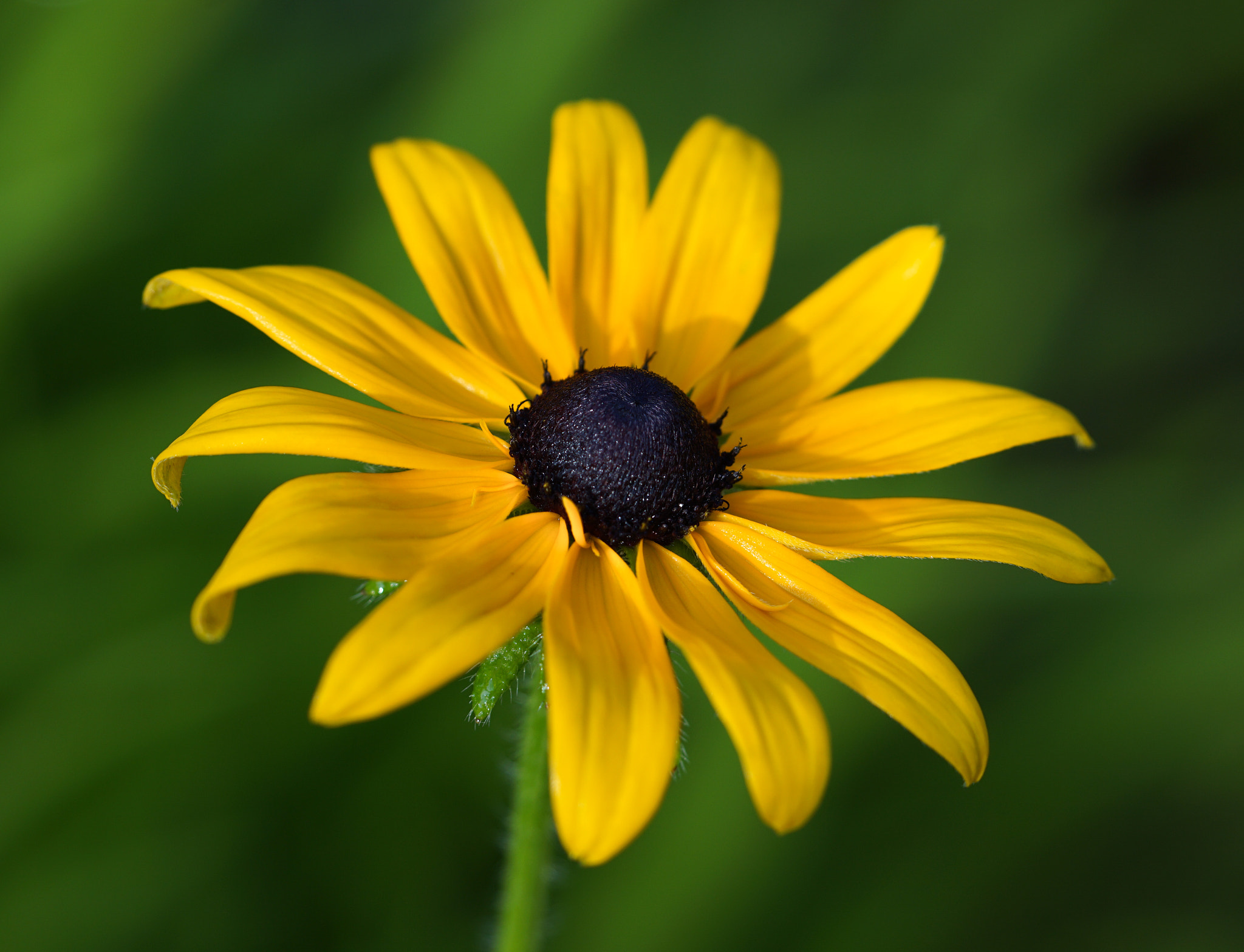 Sony FE 90mm F2.8 Macro G OSS sample photo. Yellow photography