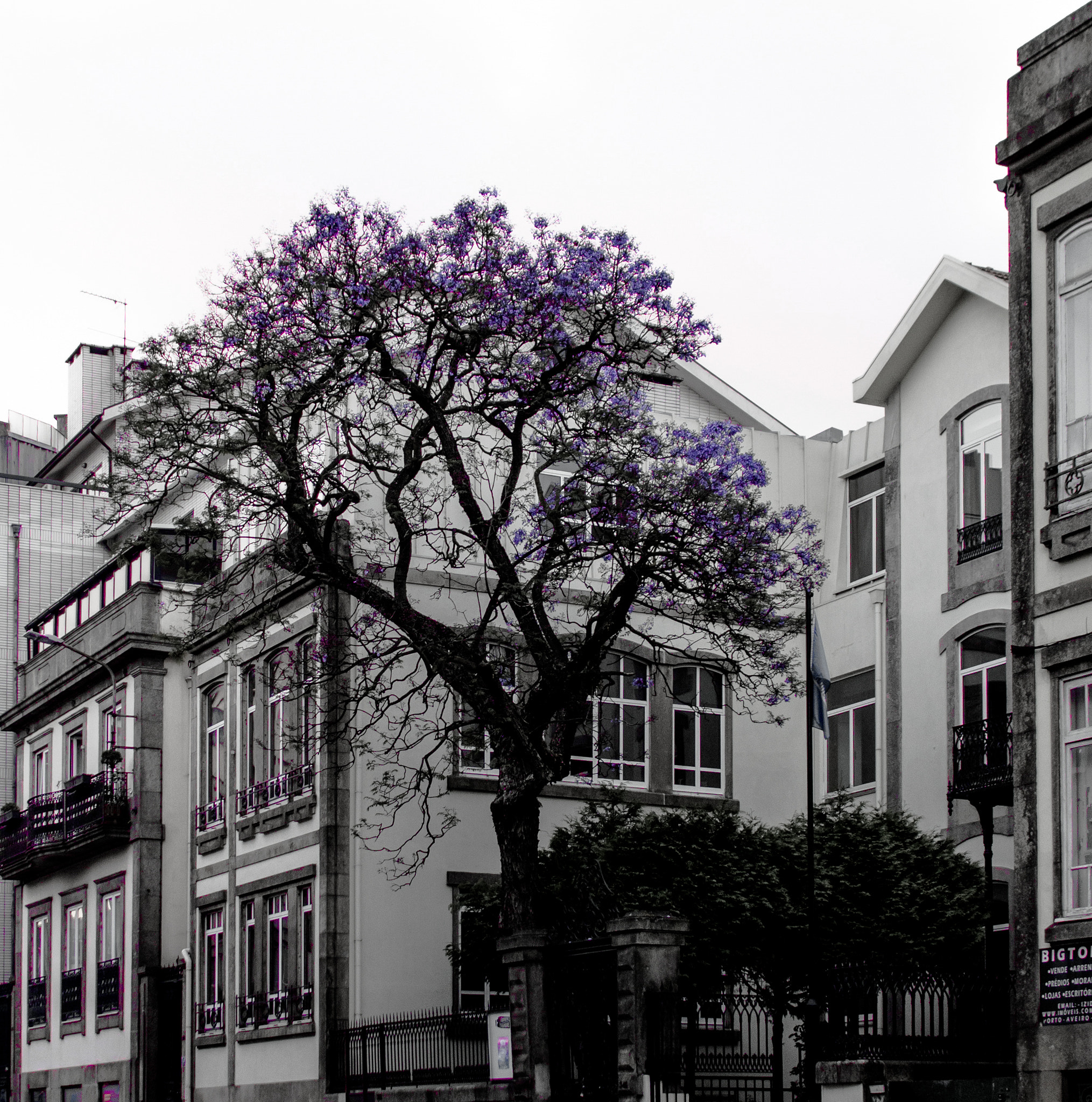 Olympus PEN E-PL6 + Sigma 19mm F2.8 DN Art sample photo. Tree in porto photography