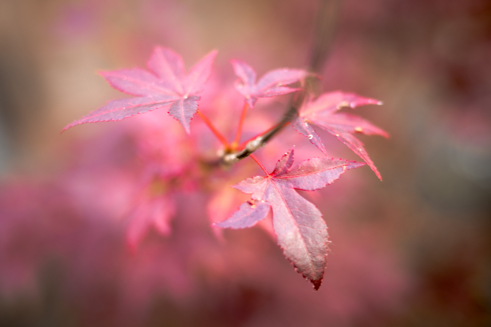 Canon EOS 80D + Canon EF 35mm F2 IS USM sample photo. Japanese maple photography