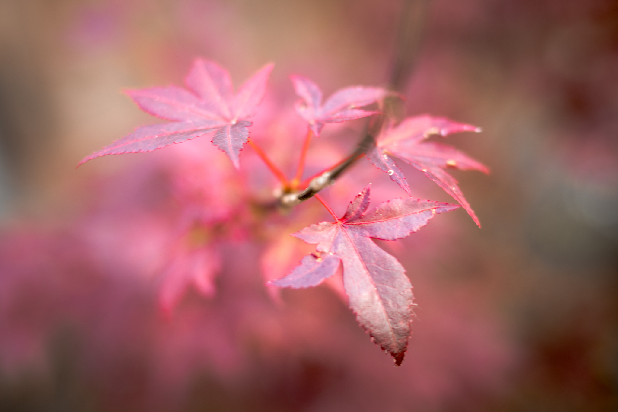 Canon EOS 80D sample photo. Japanese maple photography